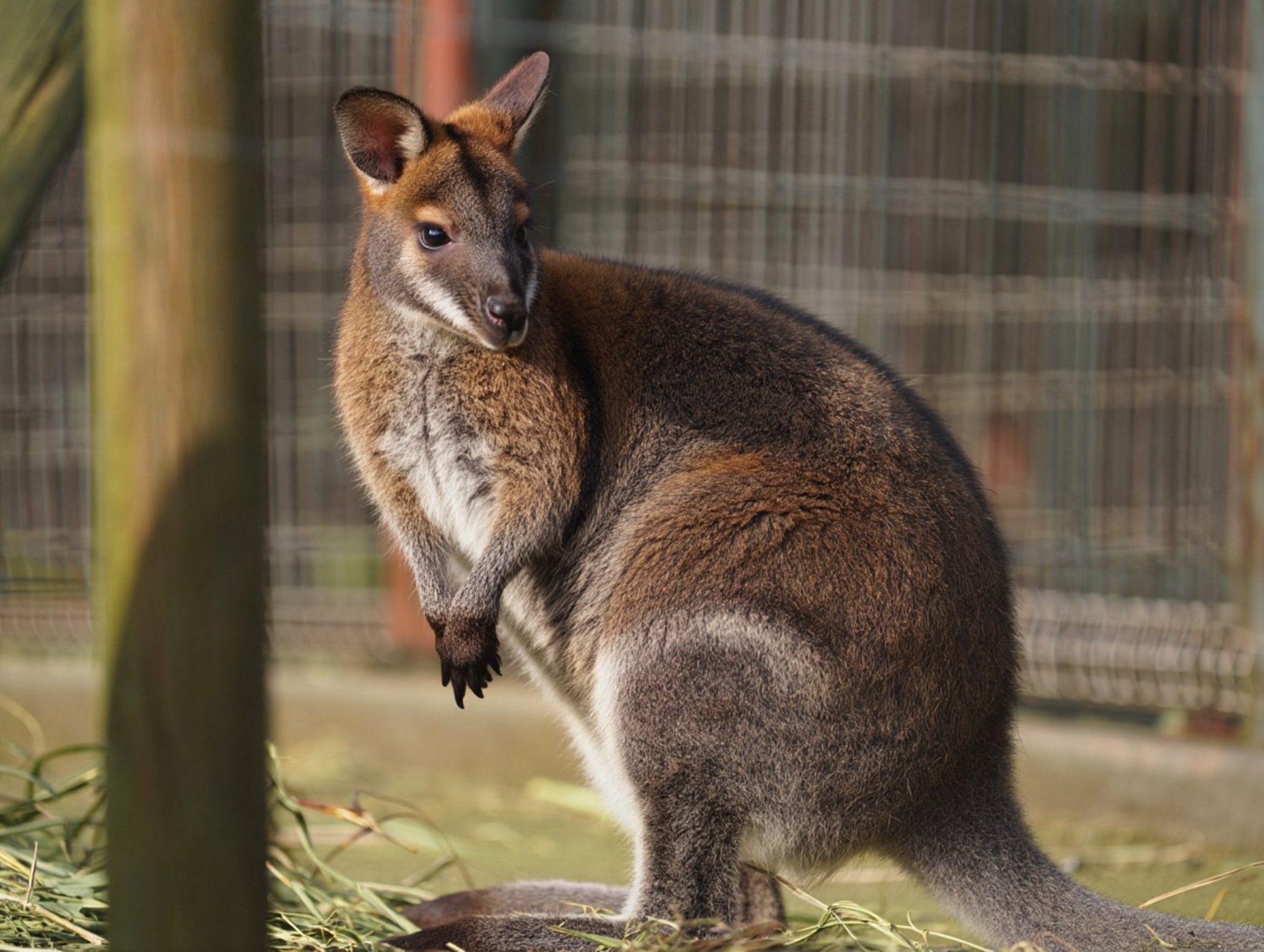 Кенгуру в зоопарке.
