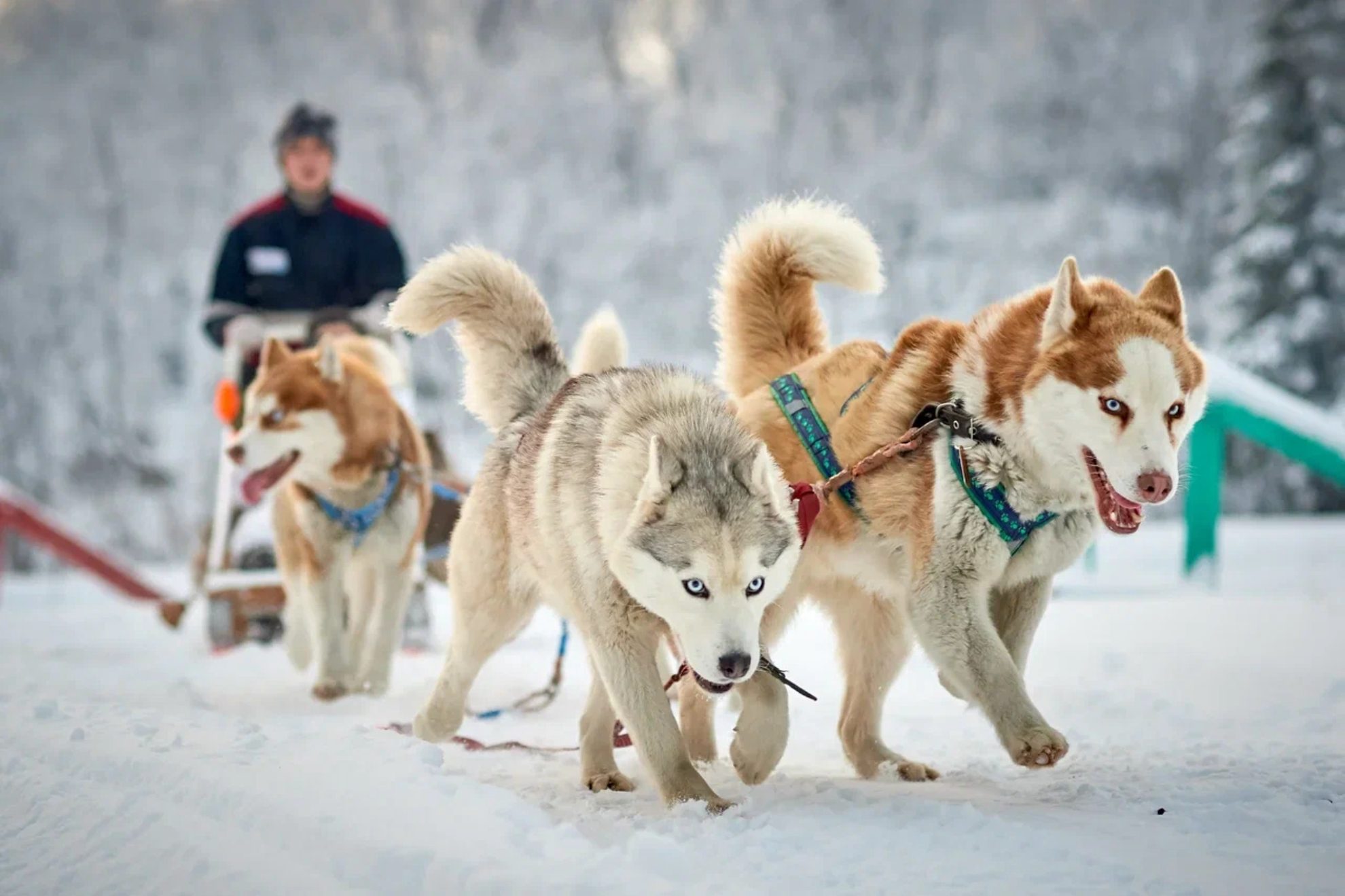 Катания на собачьей упряжке, Мурманская область.Источник фото: disk.yandex.ruАвтор фото: Комитет по туризму Мурманской области