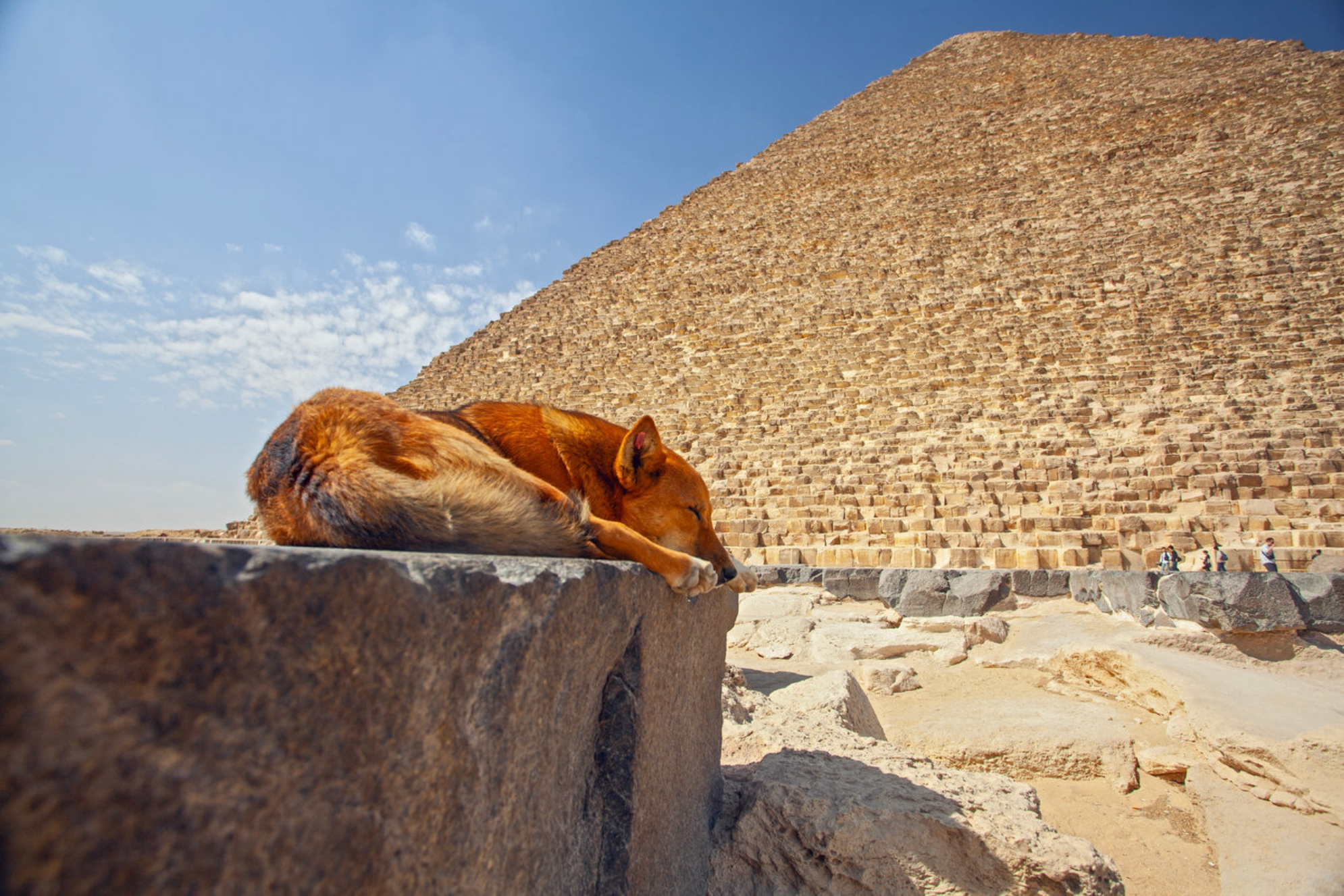 Уличная собака, спящая перед Великой пирамидой Гизы. shutterstock.com
