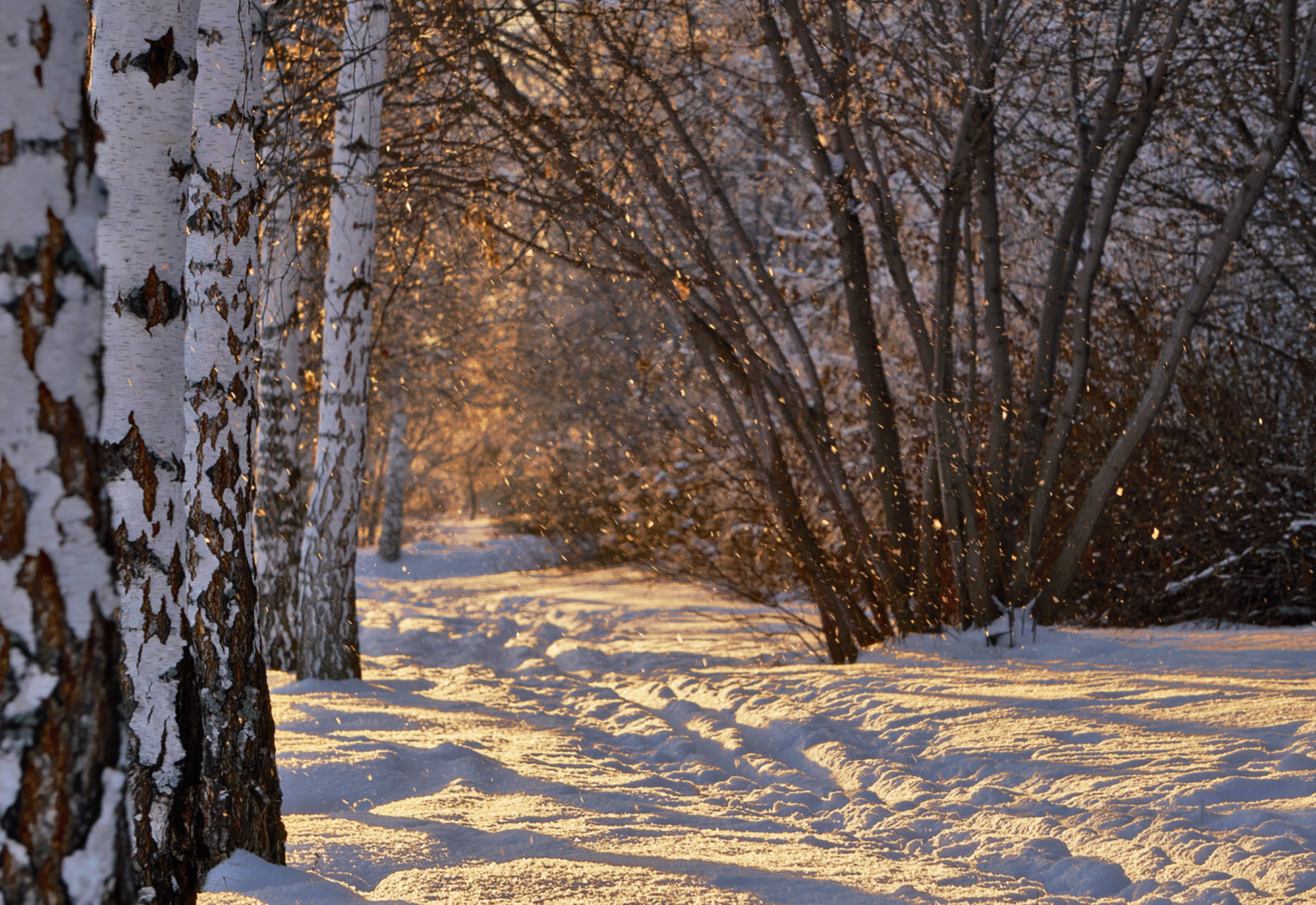 Роща и снегопад в парке зимой в лучах заходящего солнца, Россия. Shutterstock