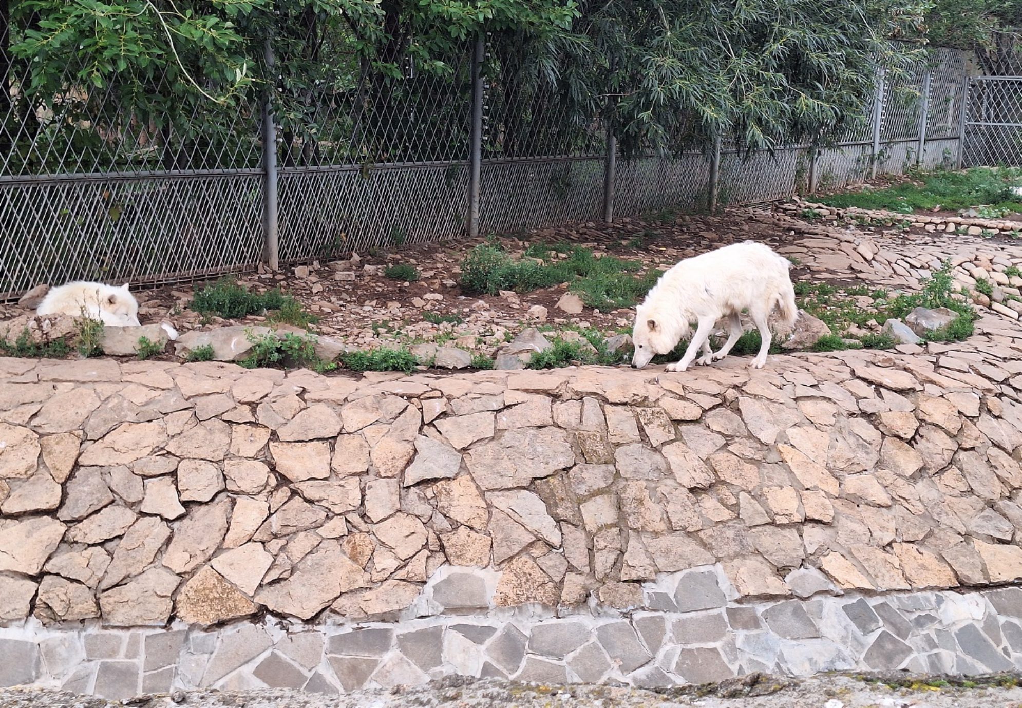 Белые арктические волки. Автор фото: Ирина Дорофеева