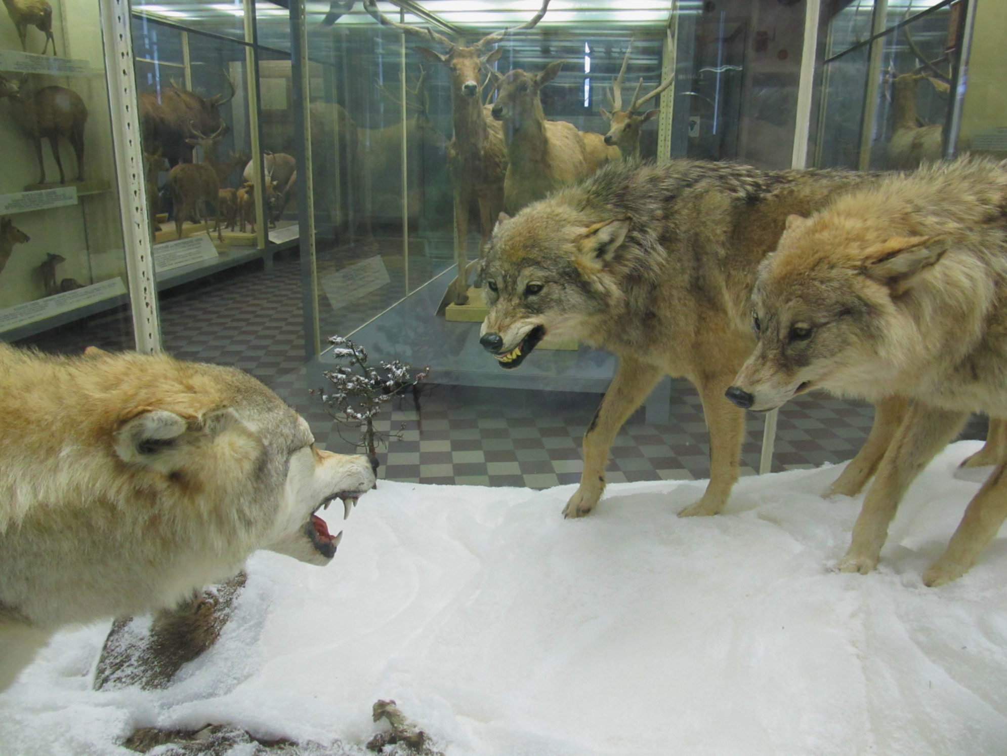 Оскал волков за стеклом вызывает мурашки