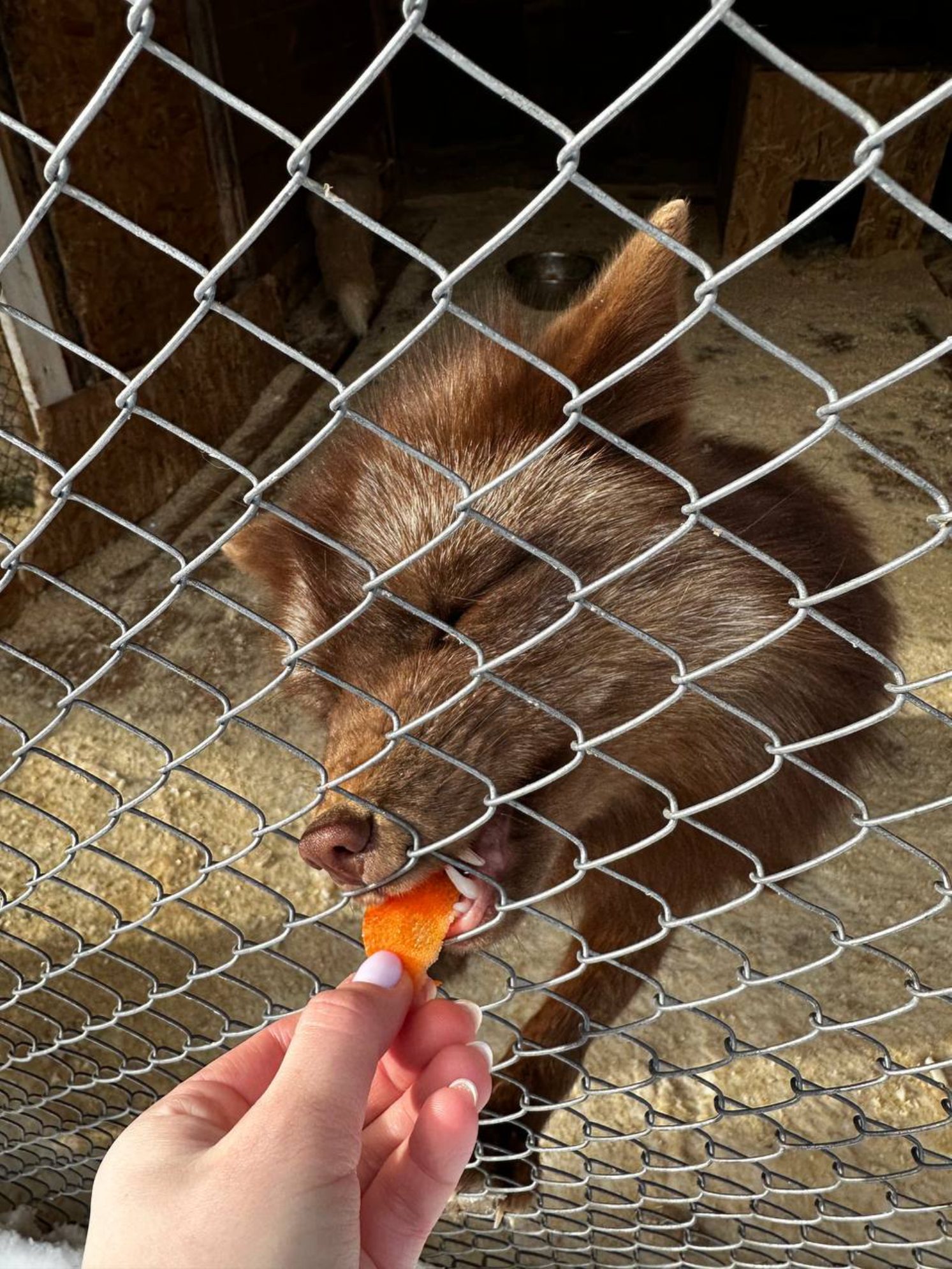 Лисица шоколадного оттенка. Автор фото: Анастасия Тронькова