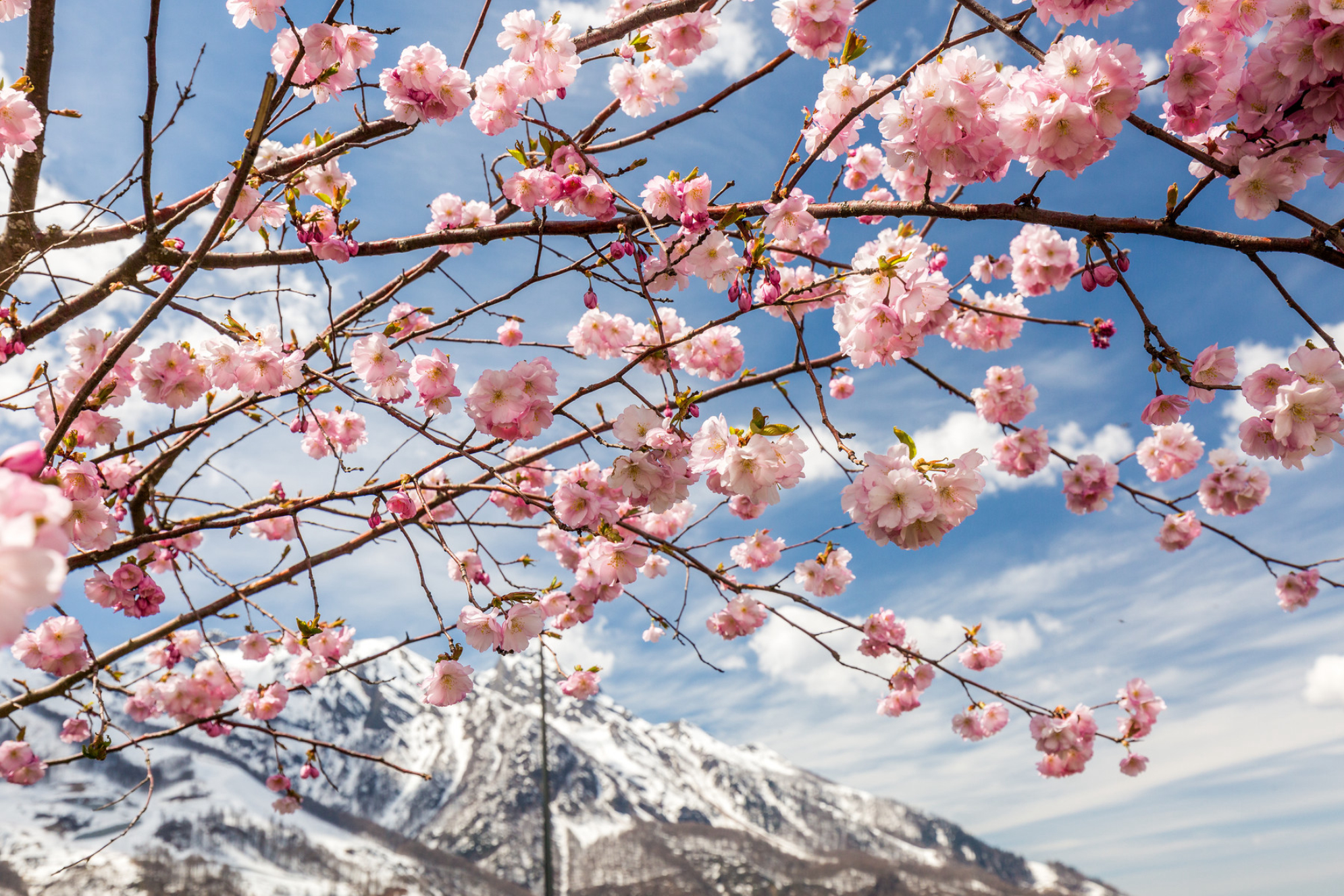Цветение вишневого дерева с видом на заснеженные горы весной в ясный день в Сочи, Россия. Источник: Shutterstock