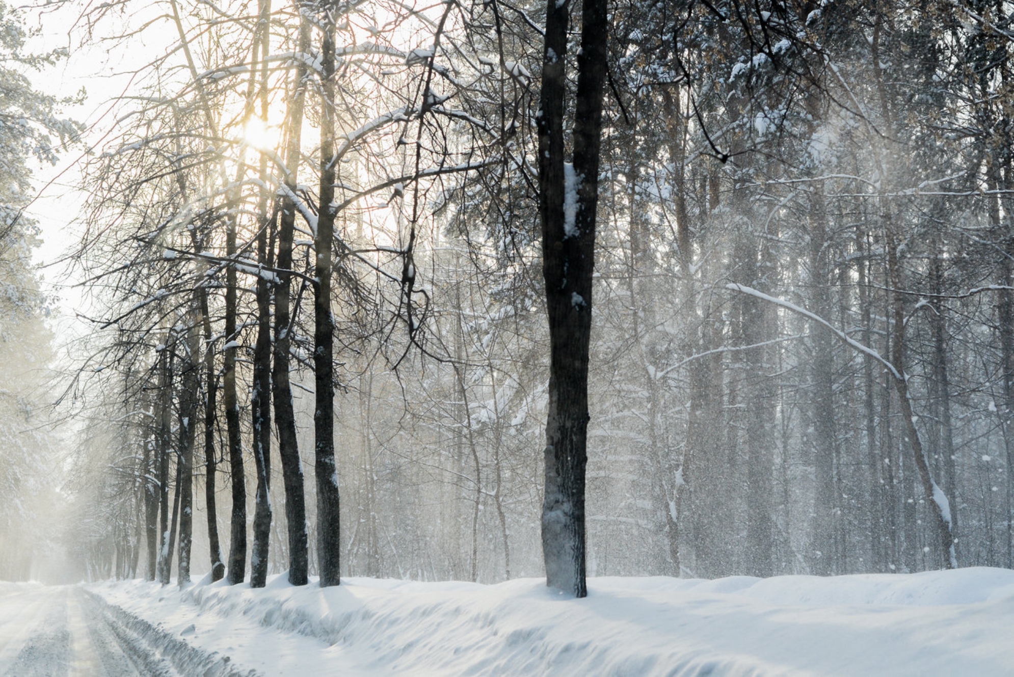 Зима в лесу. Россия, Сибирь, Новосибирск. Shutterstock