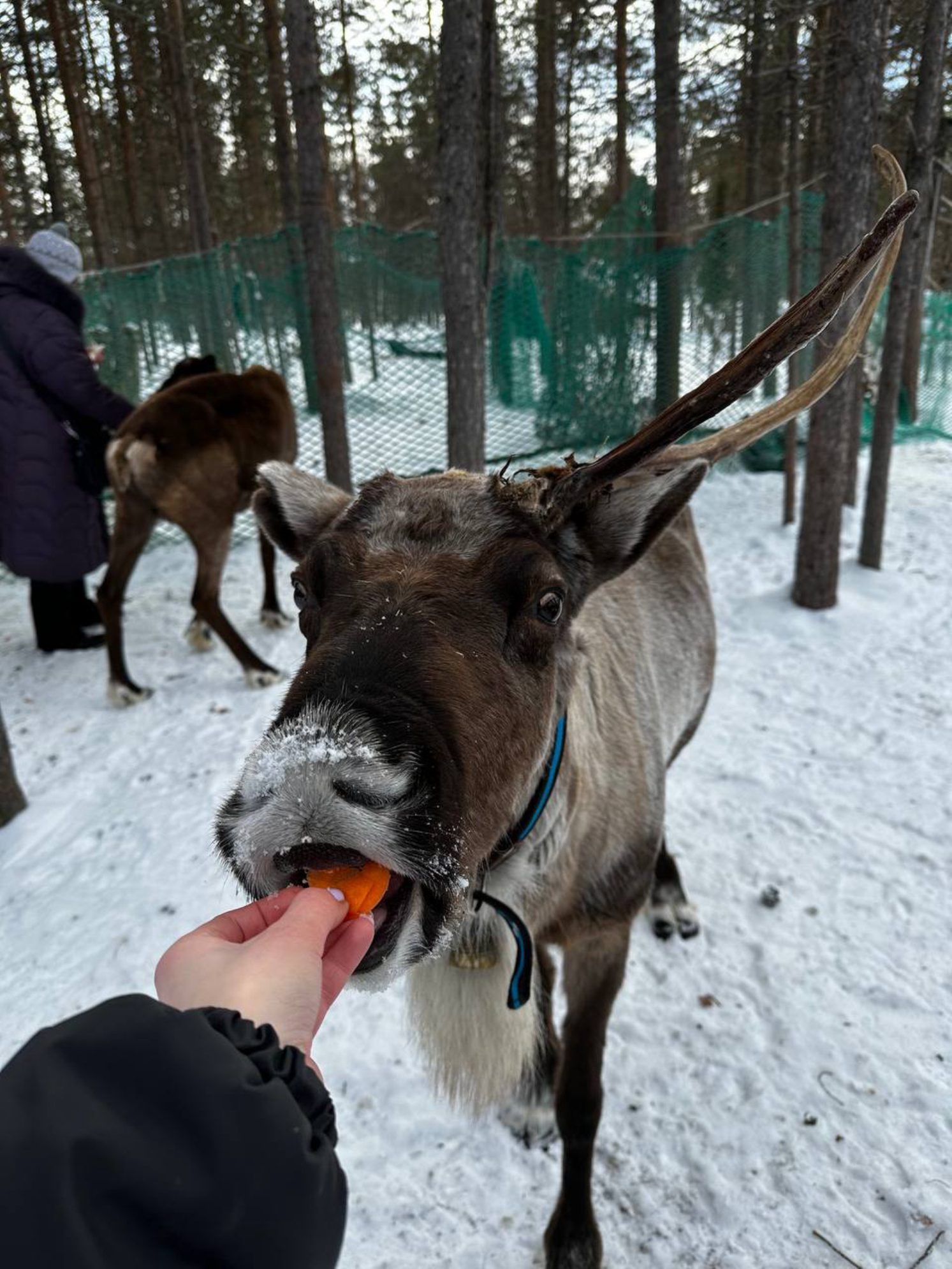 Северный олень. Автор фото: Анастасия Тронькова