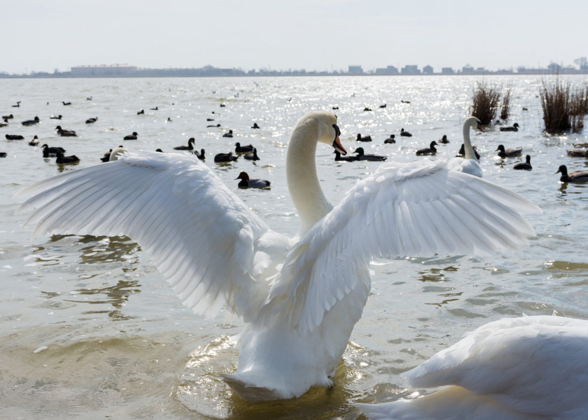 Туристы предпочитают проводить в Евпатории теплый сезон, а лебеди - холодный. Источник фото: shutterstock.com