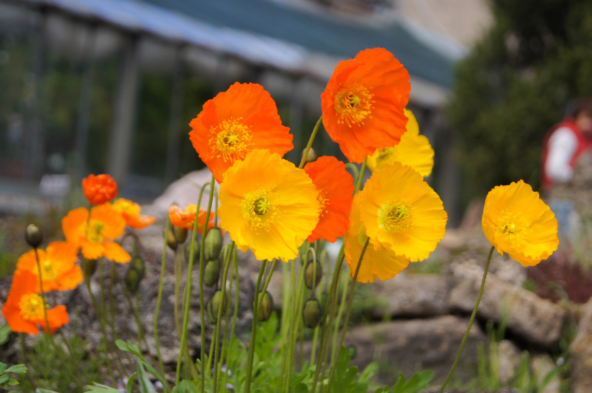 Яркие желтые и оранжевые цветы альпийского мака в Ботаническом саду Санкт-Петербурга, Россия. Источник: Shutterstock