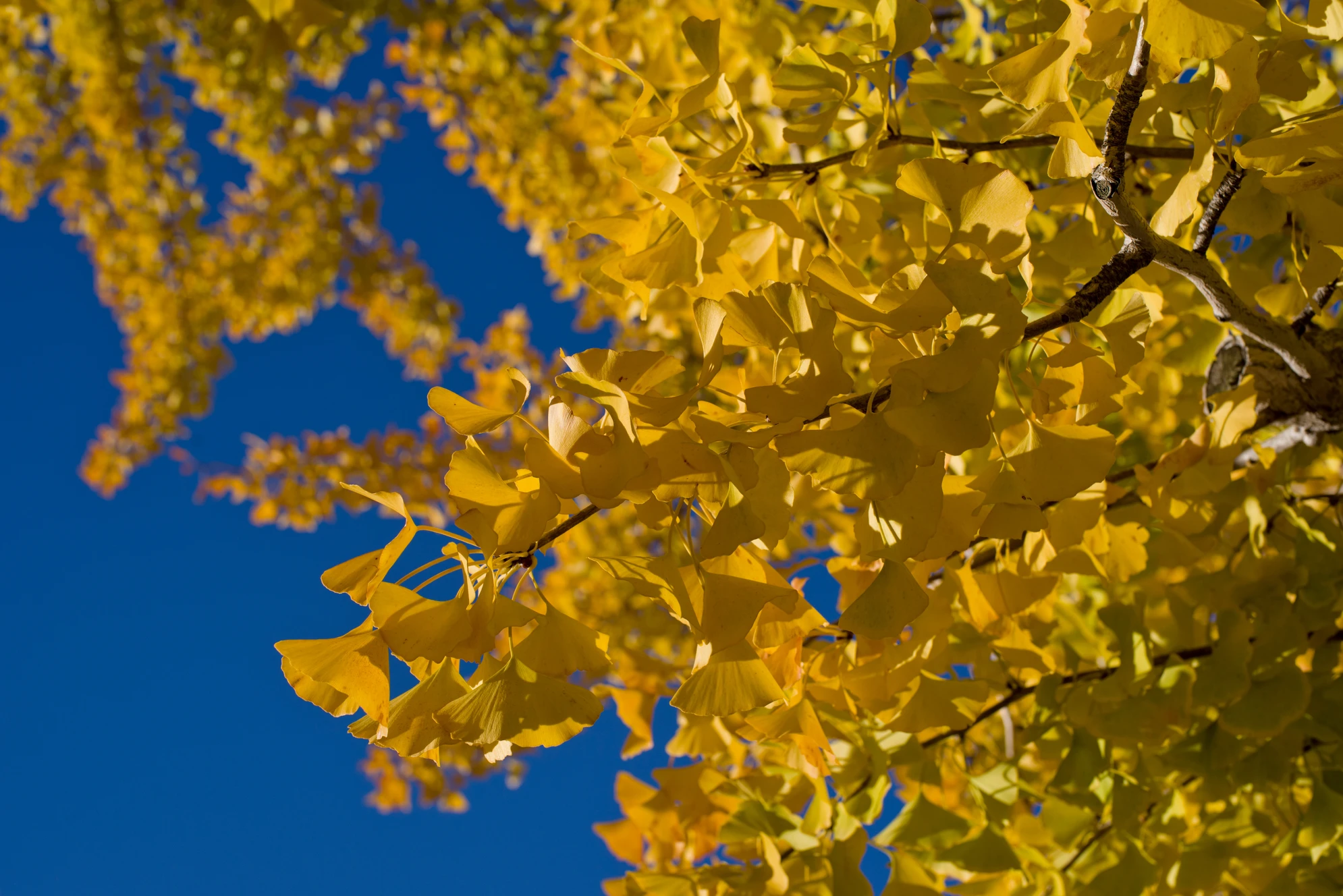 Знаменитый реликтовый гинкго двулопастный в Калининградском зоопарке осенью окрашивается в ярко-желтый цвет и выглядит очень эффектно. Источник: Shutterstock