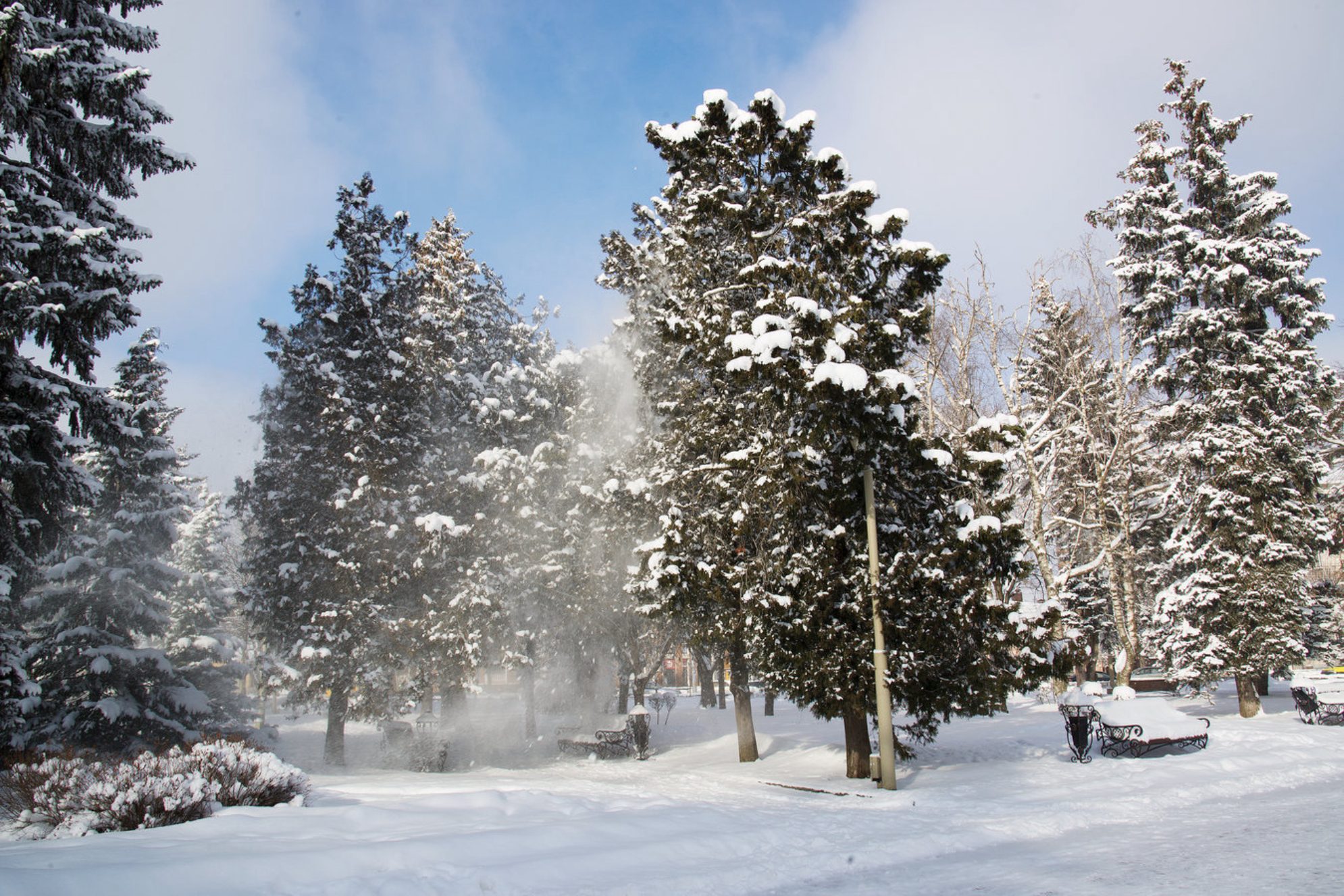 Деревья, покрытые снегом в зимнем парке. Ставрополь, Кавказ. Источник: Shutterstock