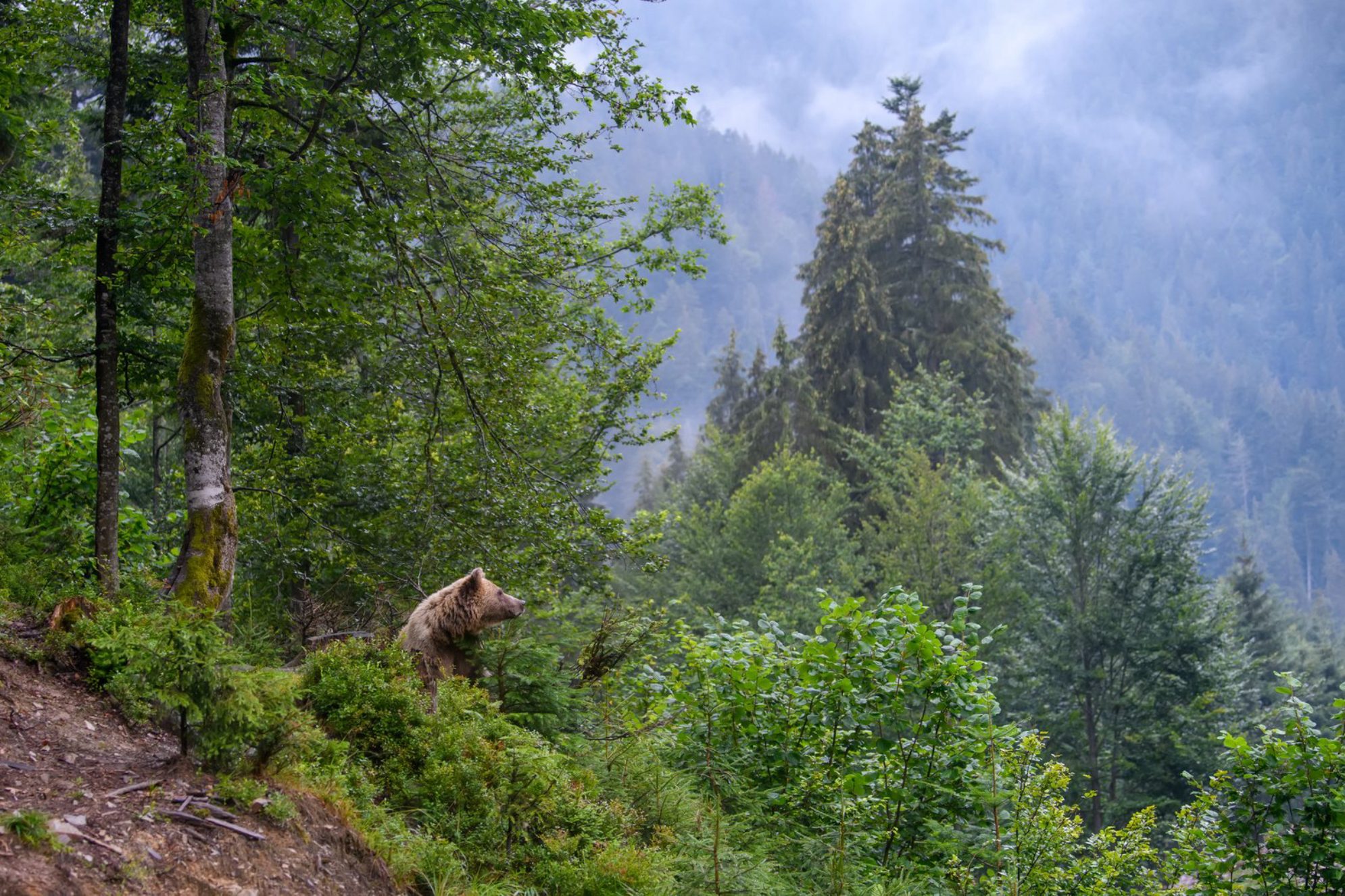 Дикие животные - частые гости на туристических маршрутах в Сочи.