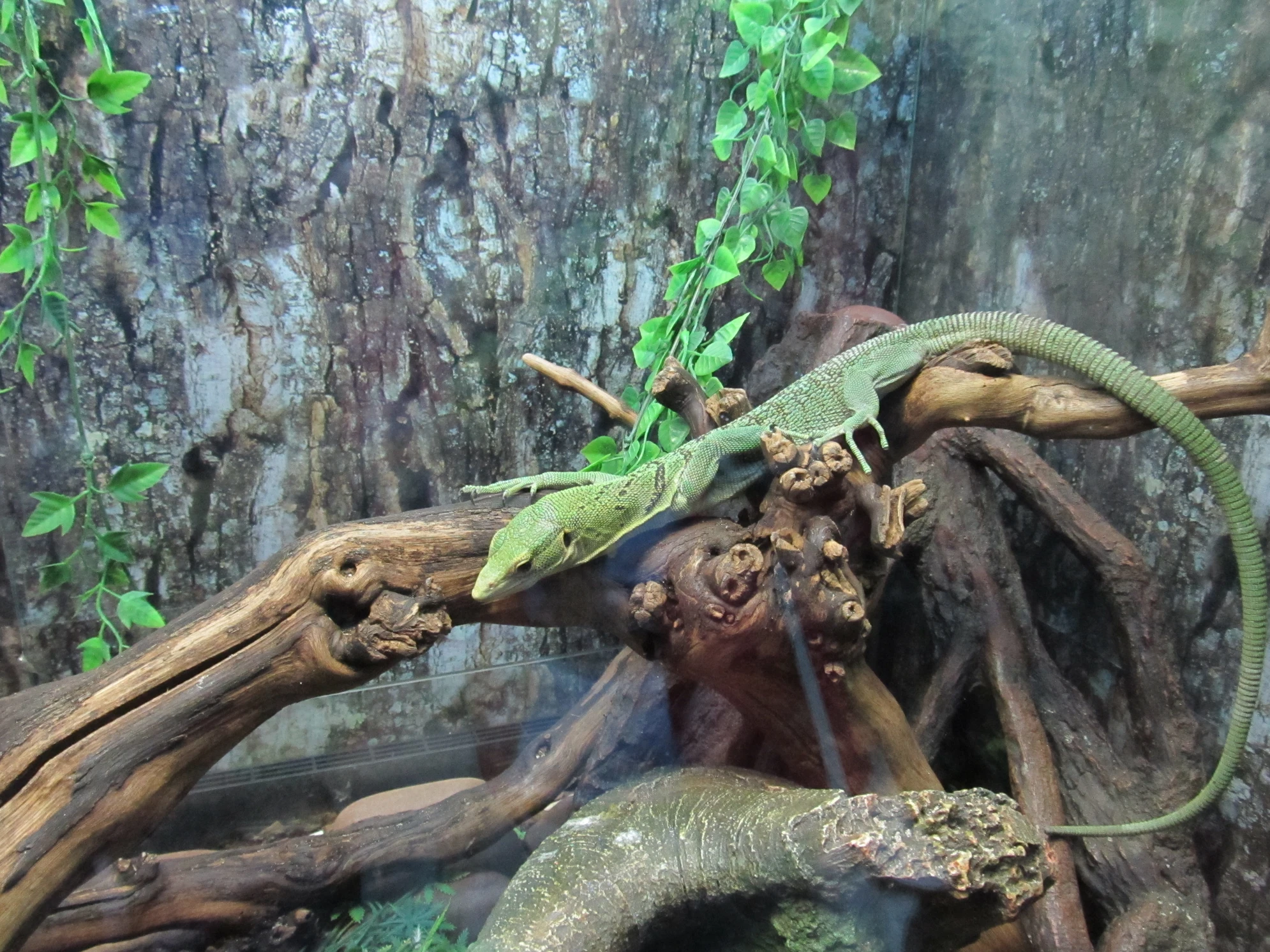 С представителей пресноводной фауны начинается путешествие по загадочному подводному миру