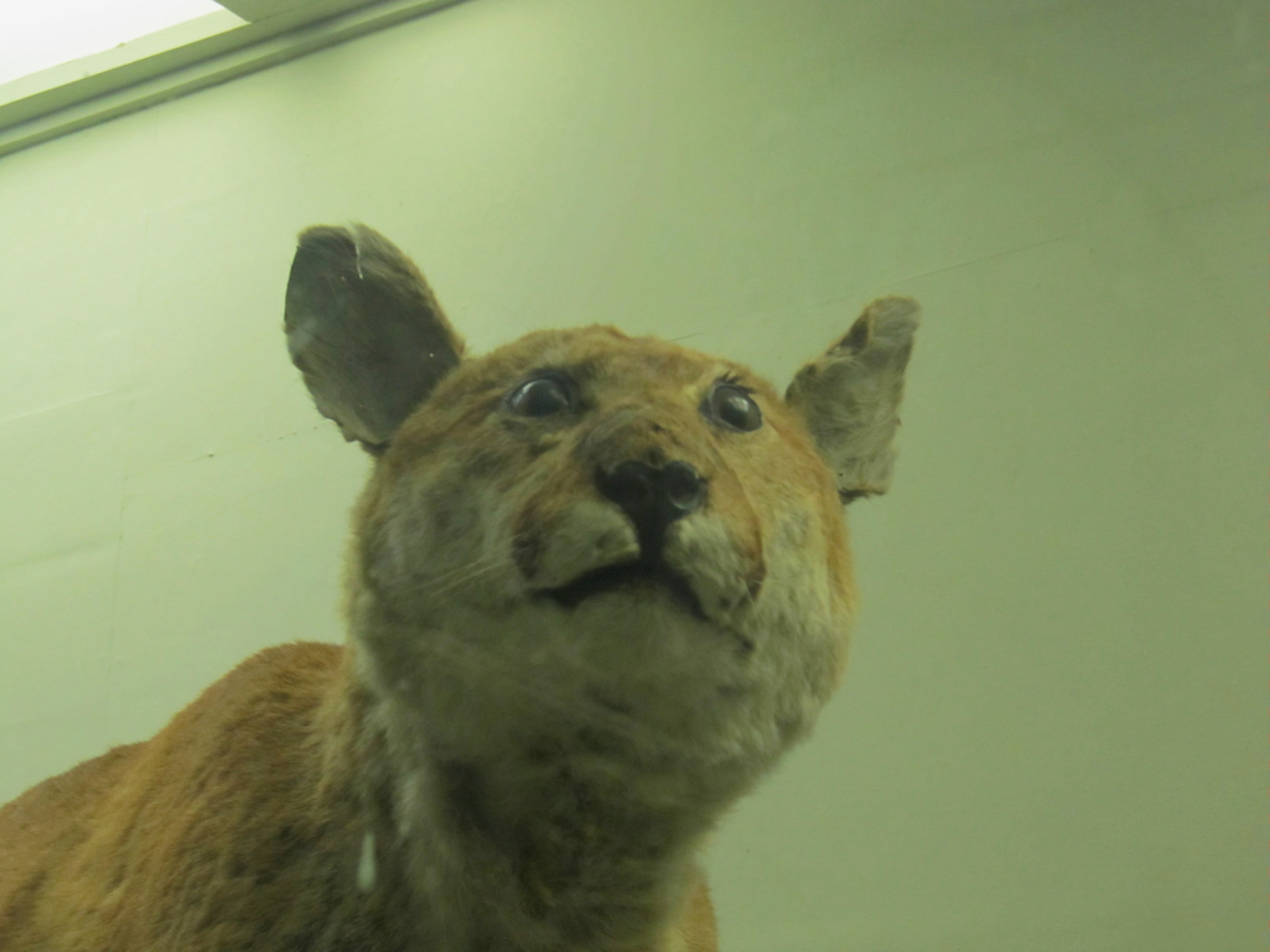 У некоторых экспонатов музея крайне удивленный вид, это объясняется тем, что большинство из них - чучела с многолетней историей