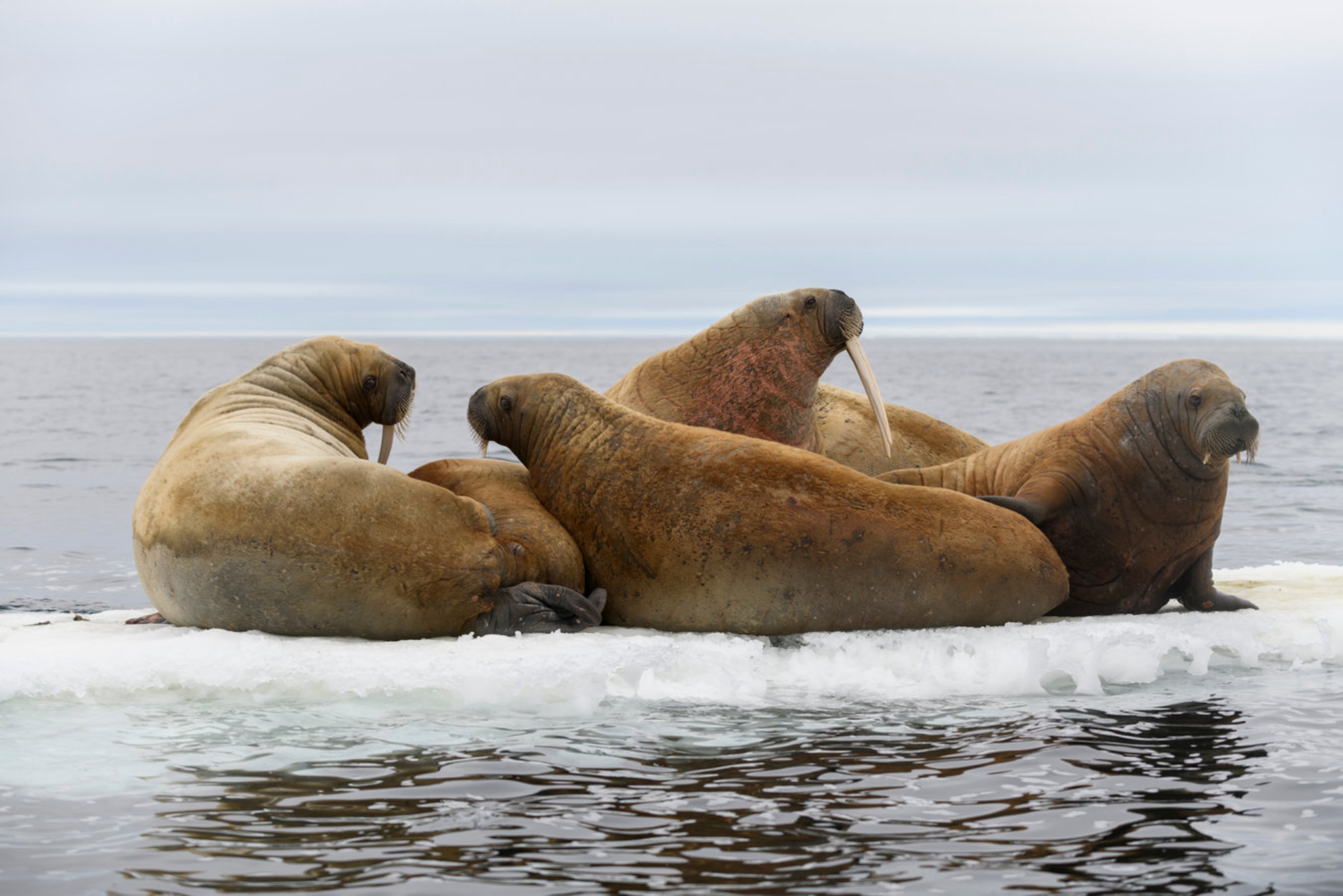 В Арктическом заповеднике обитает много моржей. shutterstock.com