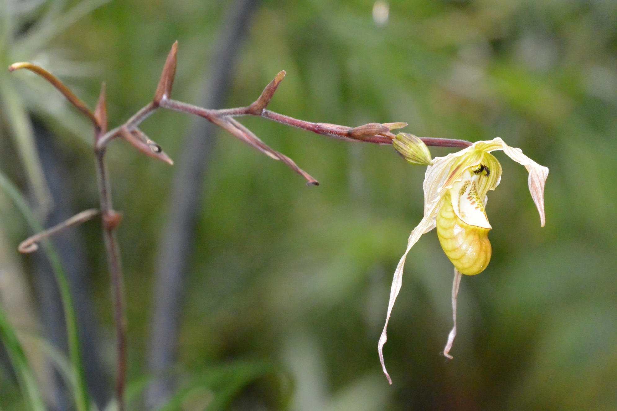 Кипарисовая орхидея в Ботаническом саду Петра Великого, Санкт-Петербург. Источник: Shutterstock