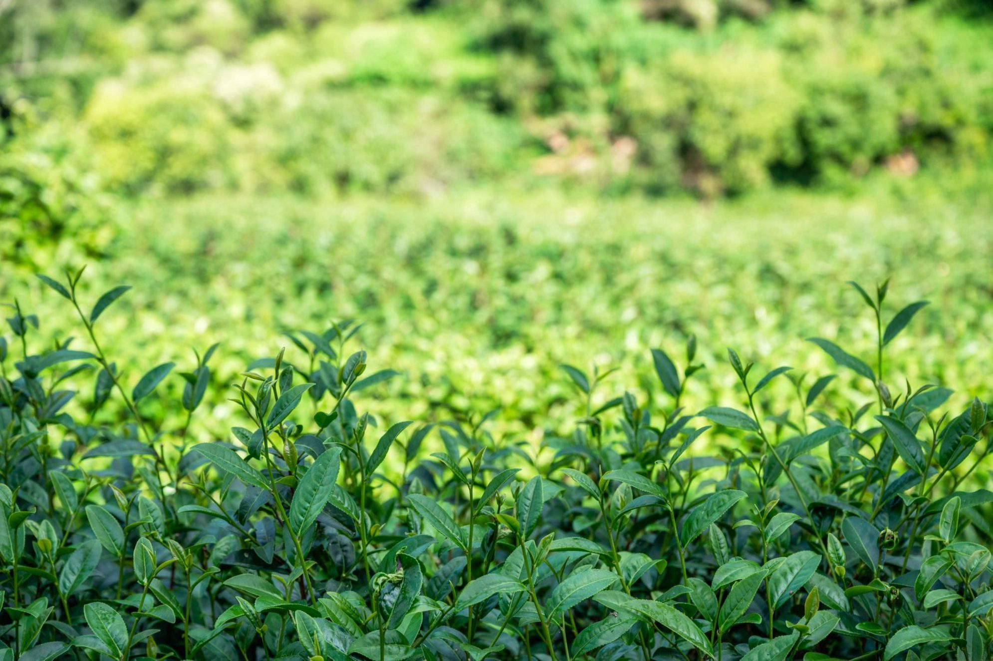  Чайные плантации. 