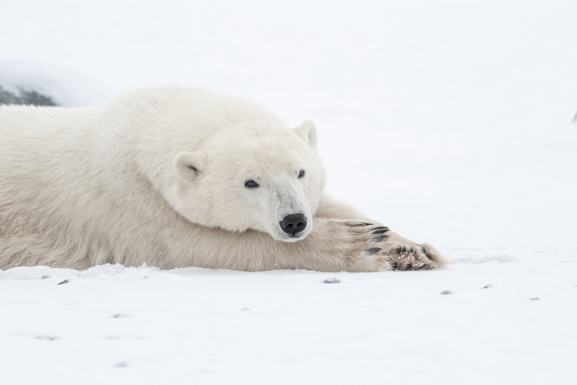 Остров Врангеля - это ключевая станция размножения белого медведя. shutterstock.com