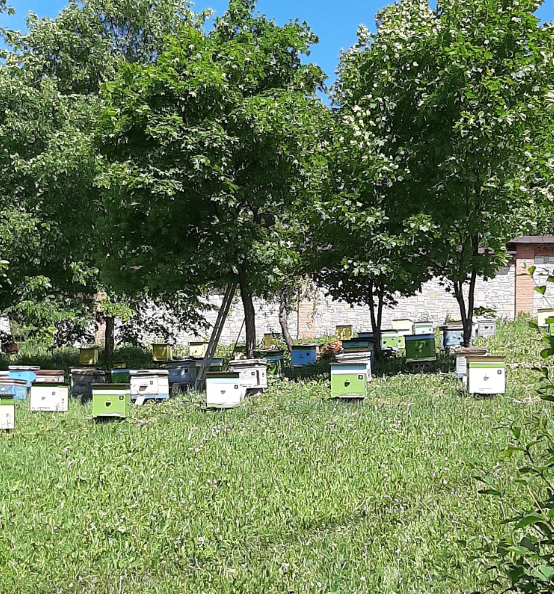 Пасека на территории монастыря. Автор фото: Ирина Дорофеева
