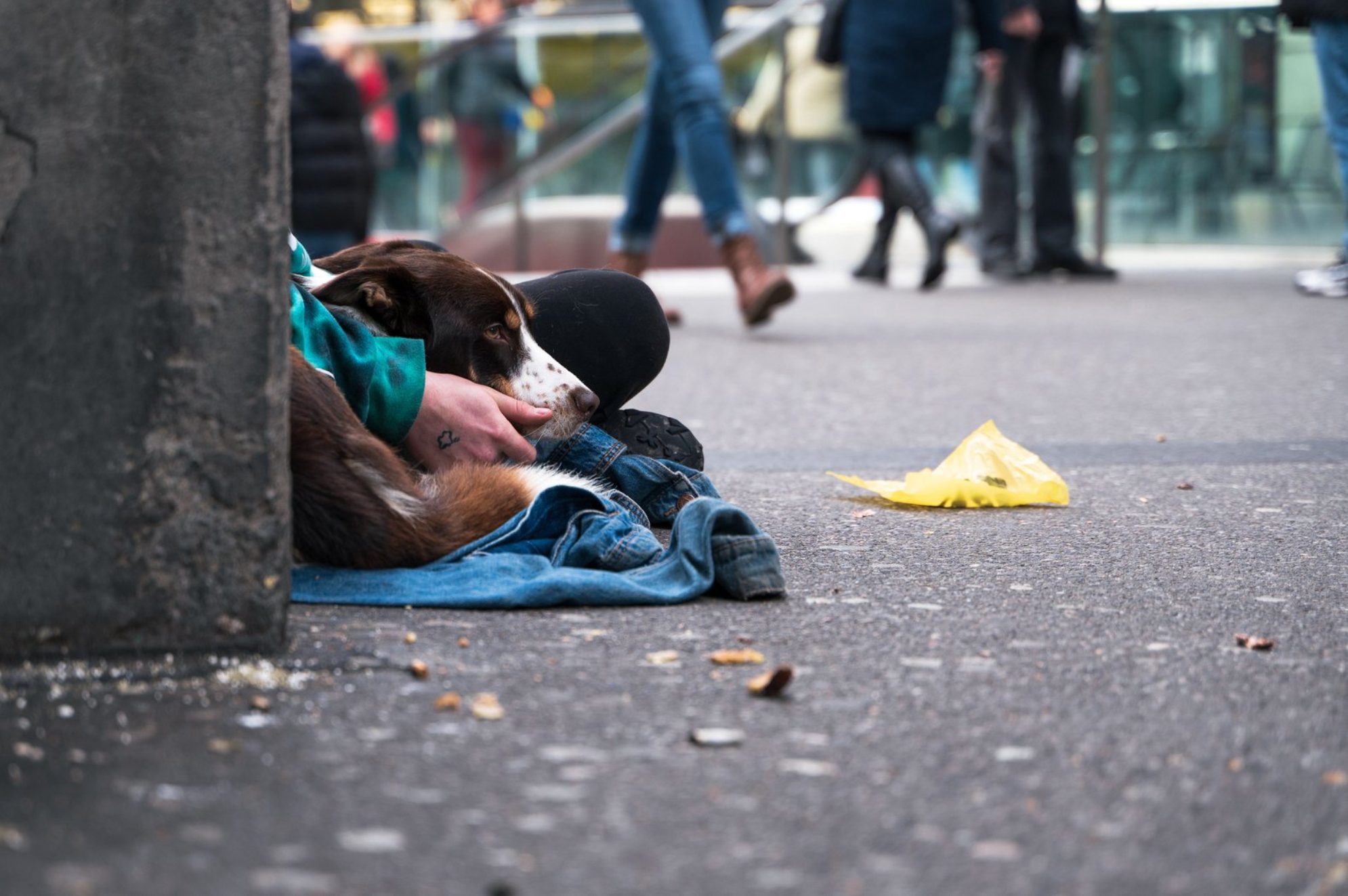 Собака и человек без дома - напоминание о том, что, несмотря на обстоятельства, они остаются живыми, чувствующими существами. Проект помогает увидеть в каждом - прежде всего человека. Источник: Envato Elements