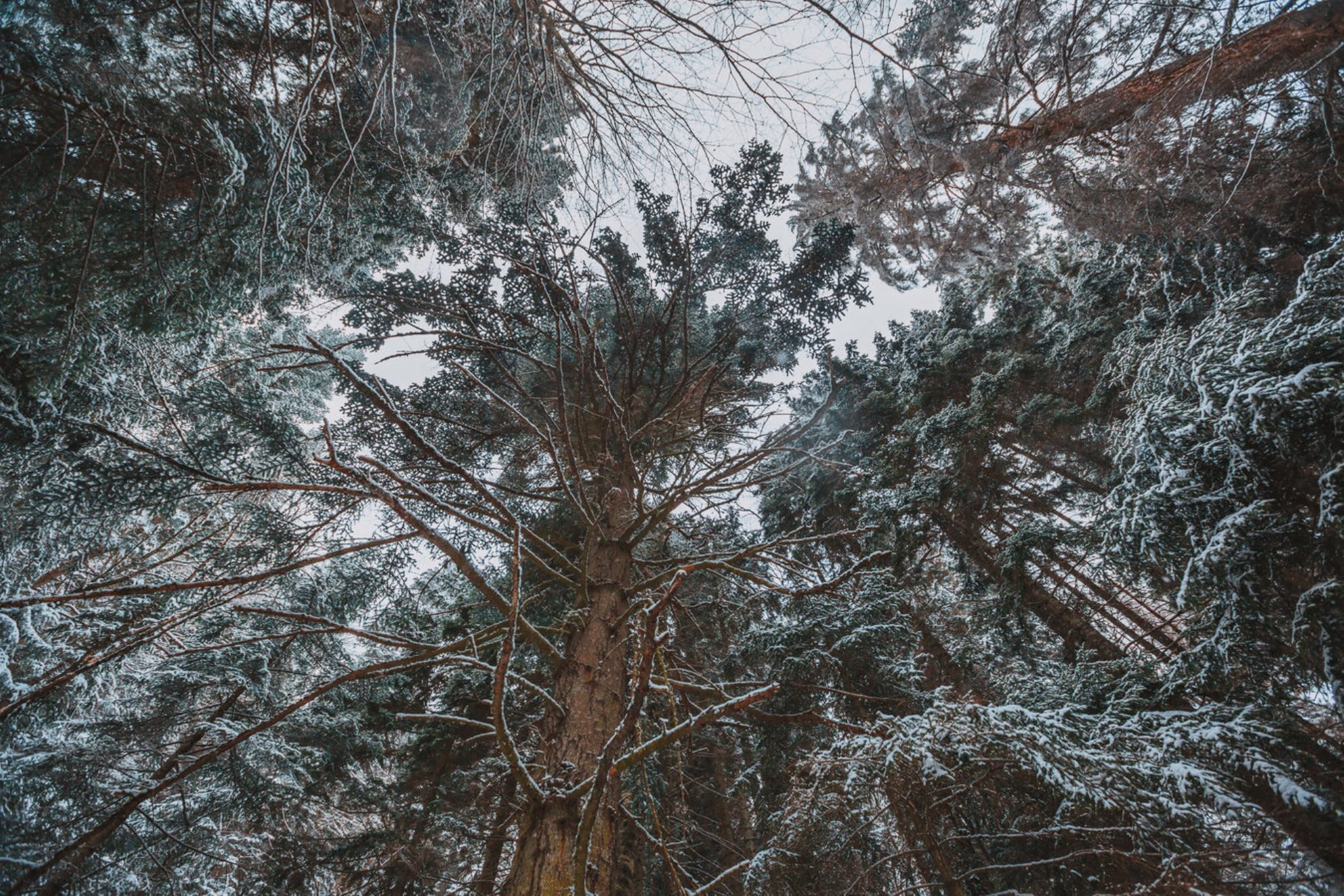 Зимний лес, горнолыжный курорт Домбай, Карачаево-Черкесия. Источник: Shutterstock