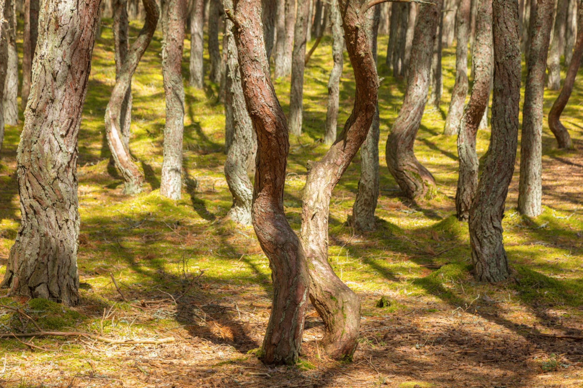 Танцующий лес на Куршской косе. Источник: Shutterstock.