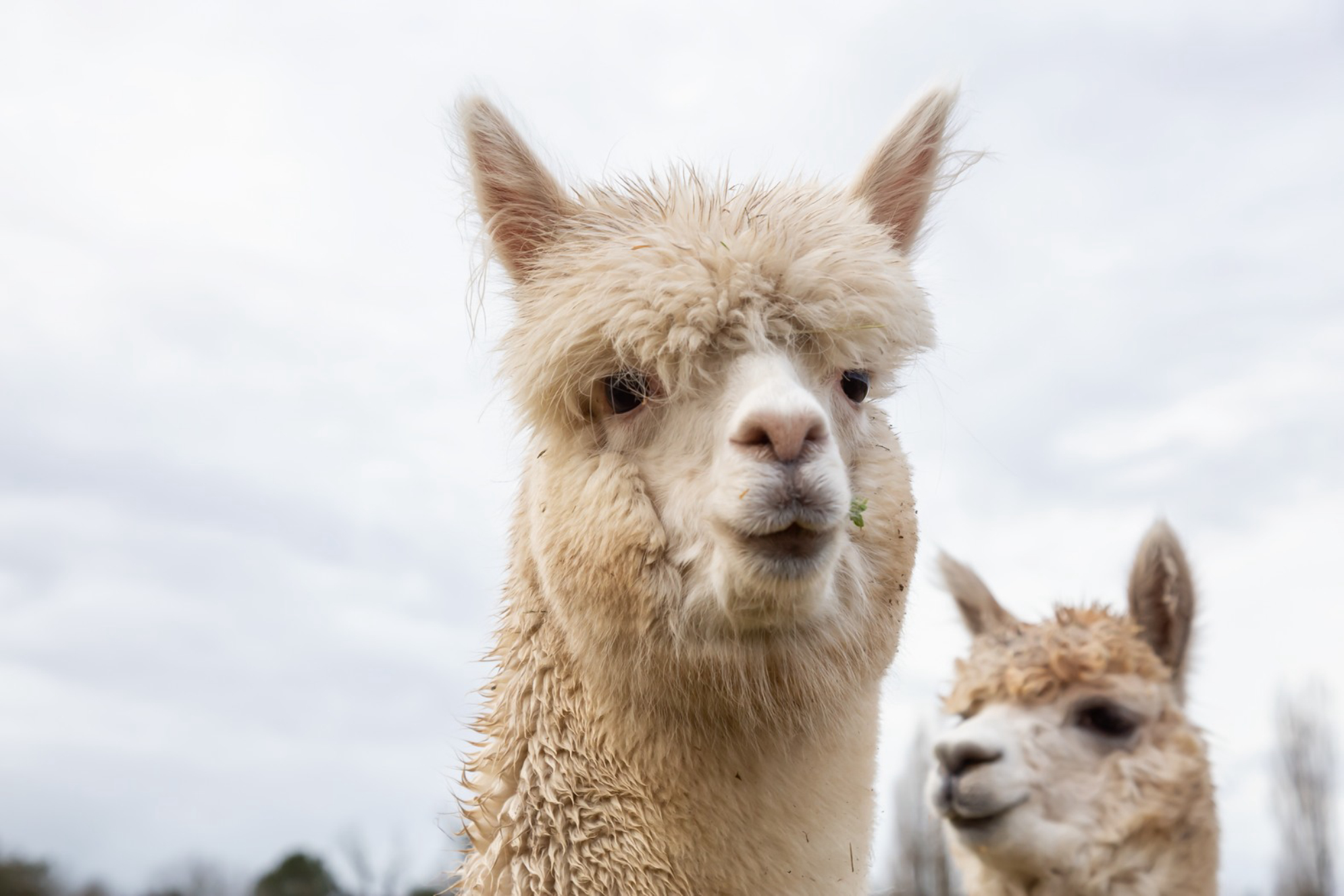 Увидеть альпак в Сочи и покормить их с руки - развлечение для детей и взрослых. В стоимость билета входят экскурсия и разрешенный корм.