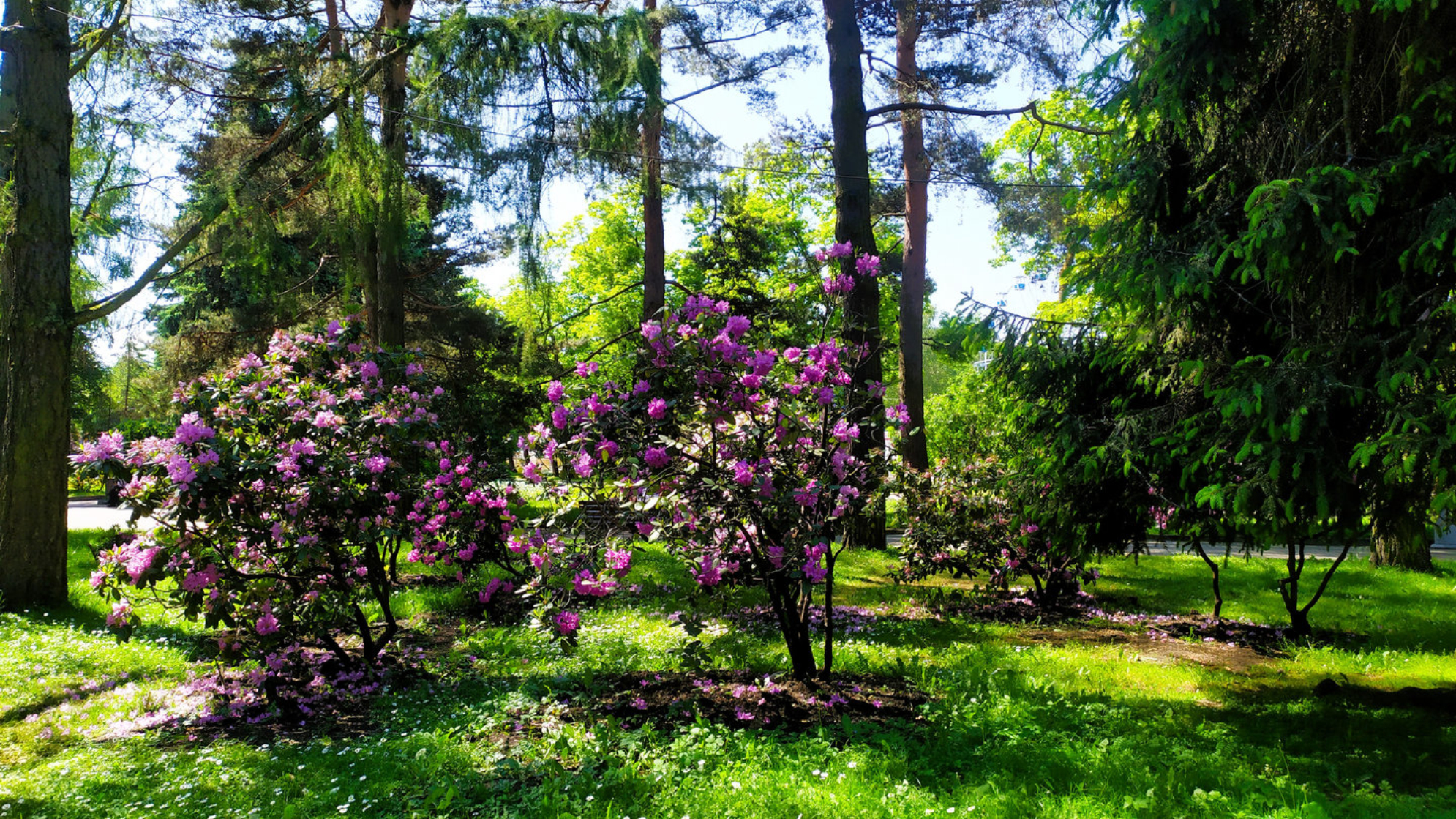 В парке много цветущих и зеленых деревьев и растений, Калининград. Автор фото: Любовь Федорова