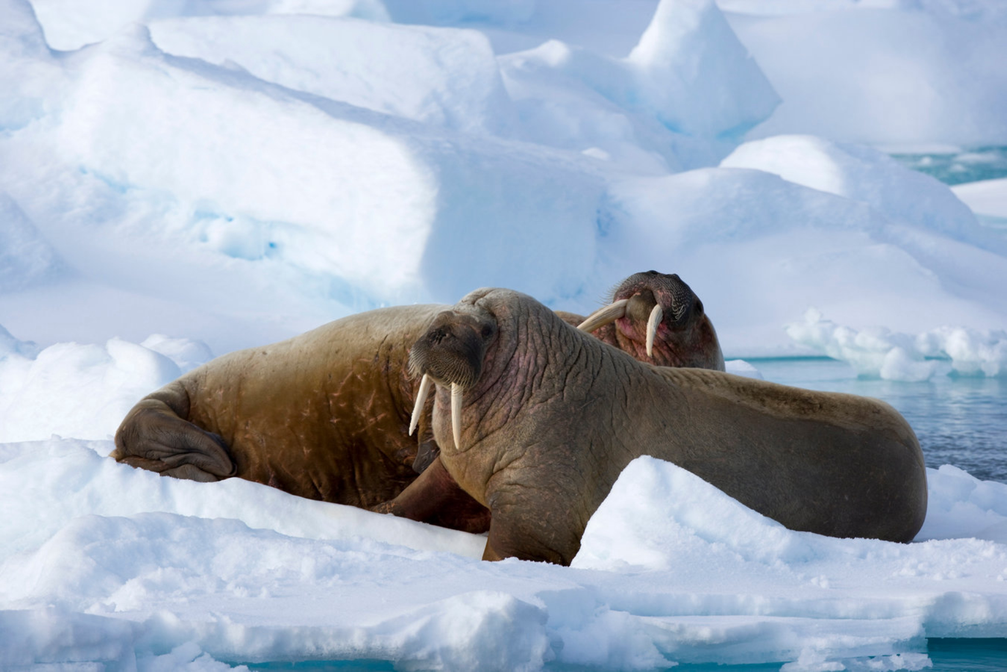 На территории острова также проживают моржи, китообразные и птицы. shutterstock.com