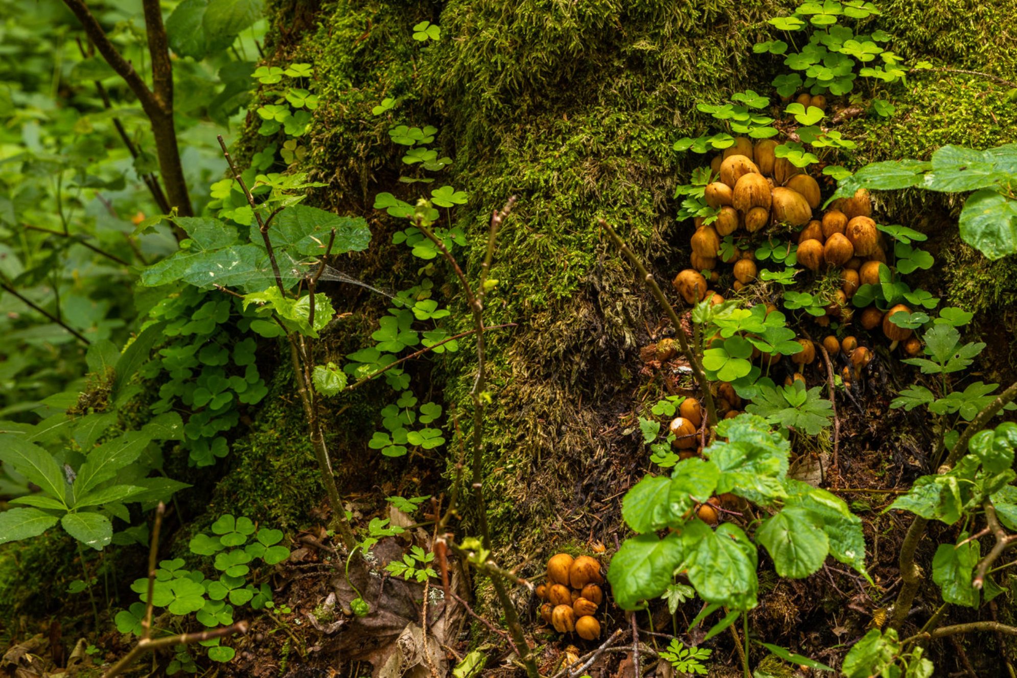 Грибы под деревом. Источник фото: shutterstock.com