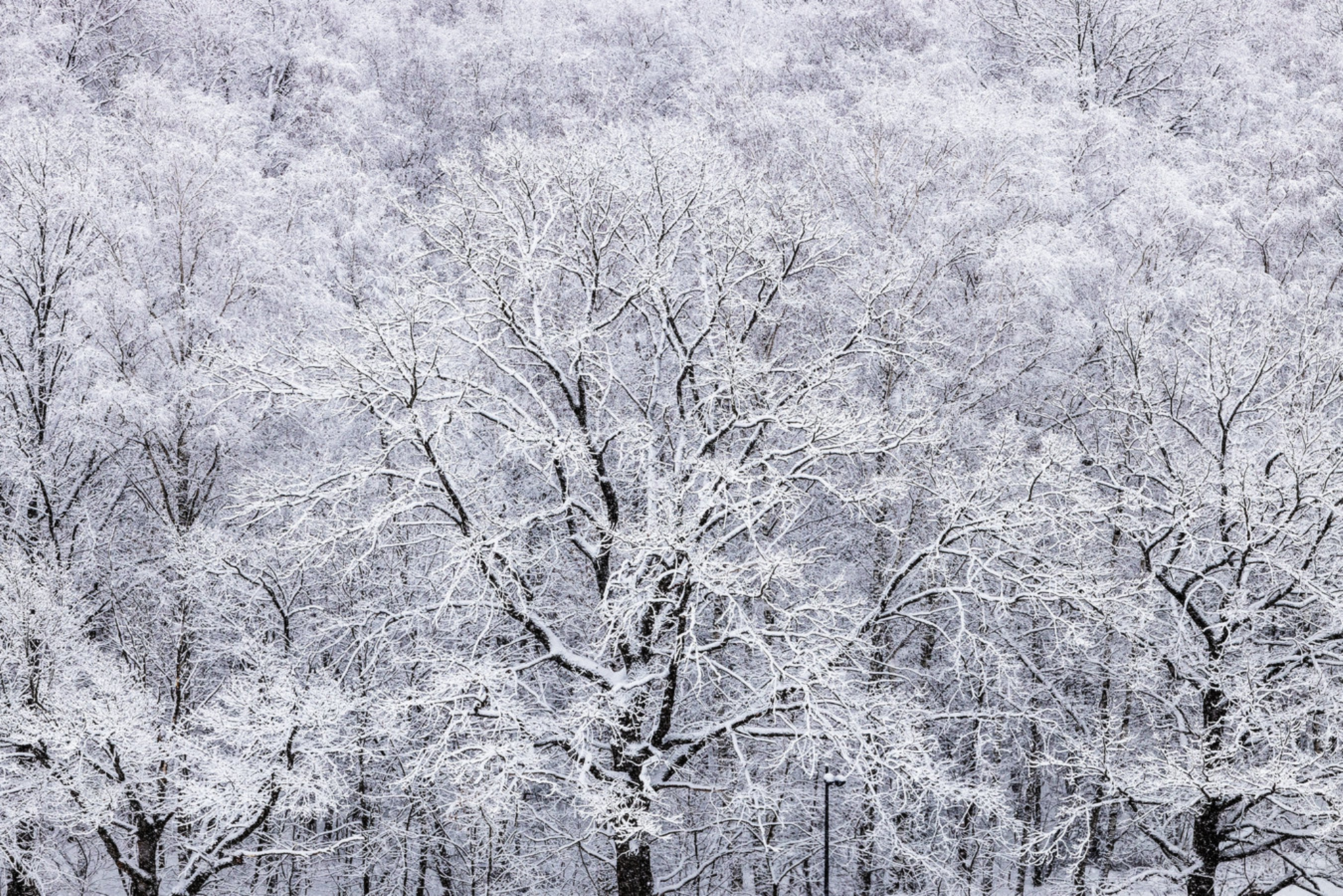 Заснеженные деревья в зимний день, Россия. Shutterstock