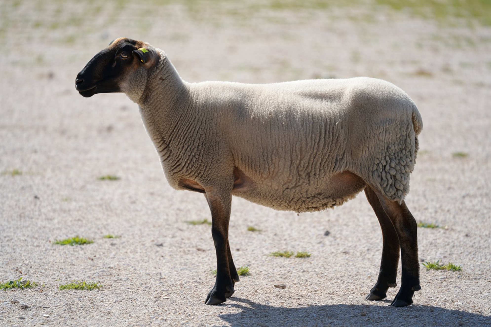 Овца в парке