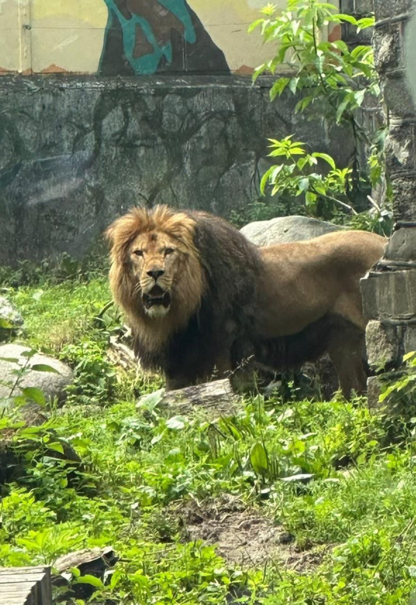 Лев Тигран в Калининградском зоопарке. Автор фото: Александр Мокин