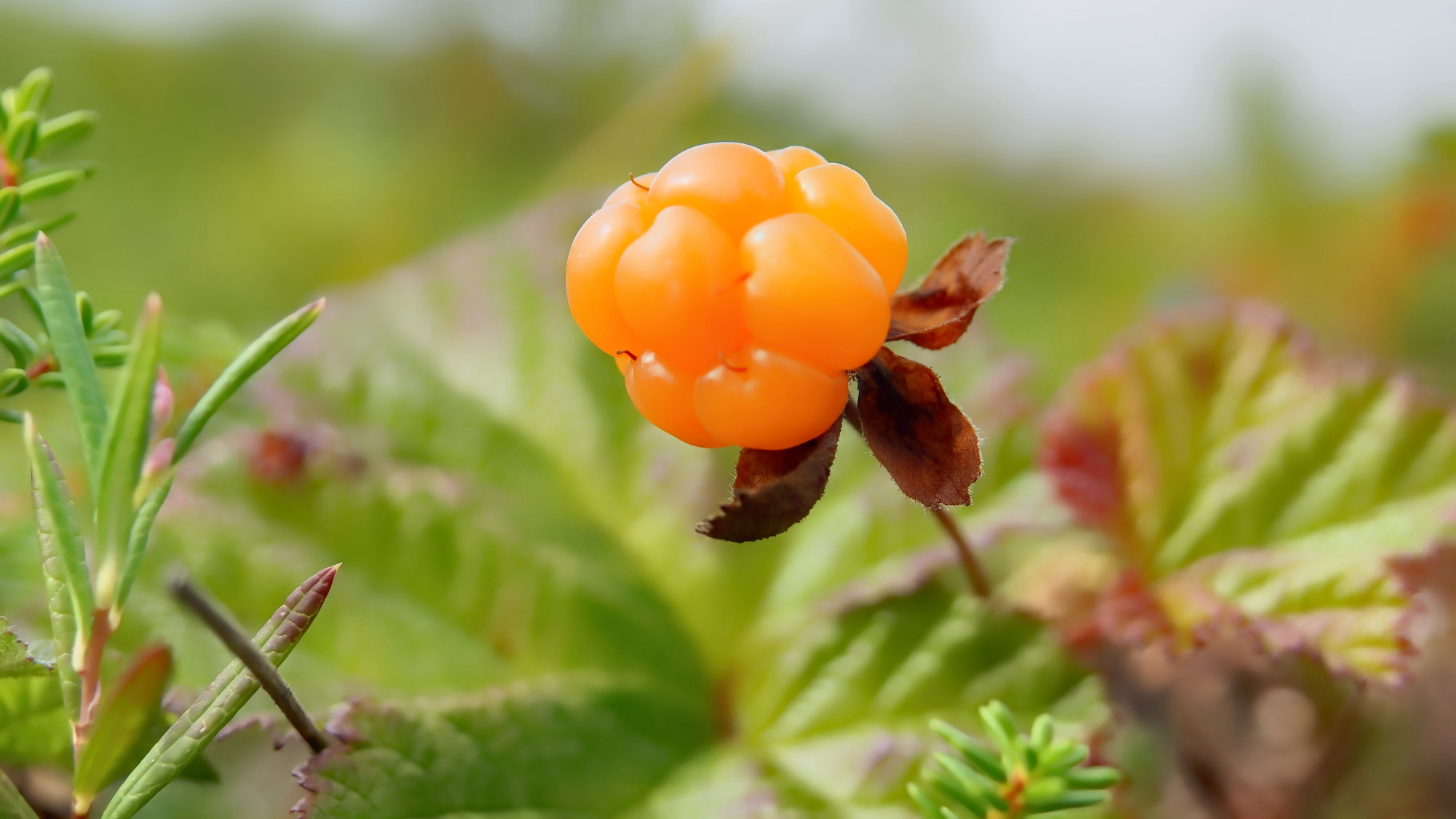 Северная ягода морошка. Источник: Shutterstock