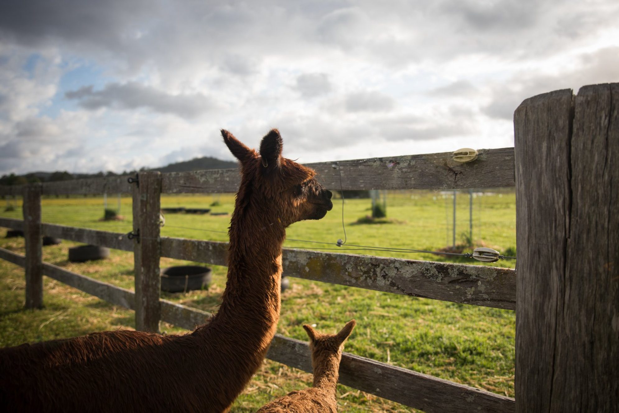 Альпаки - родственники лам и гуанако. Они относятся к семейству верблюдовых.