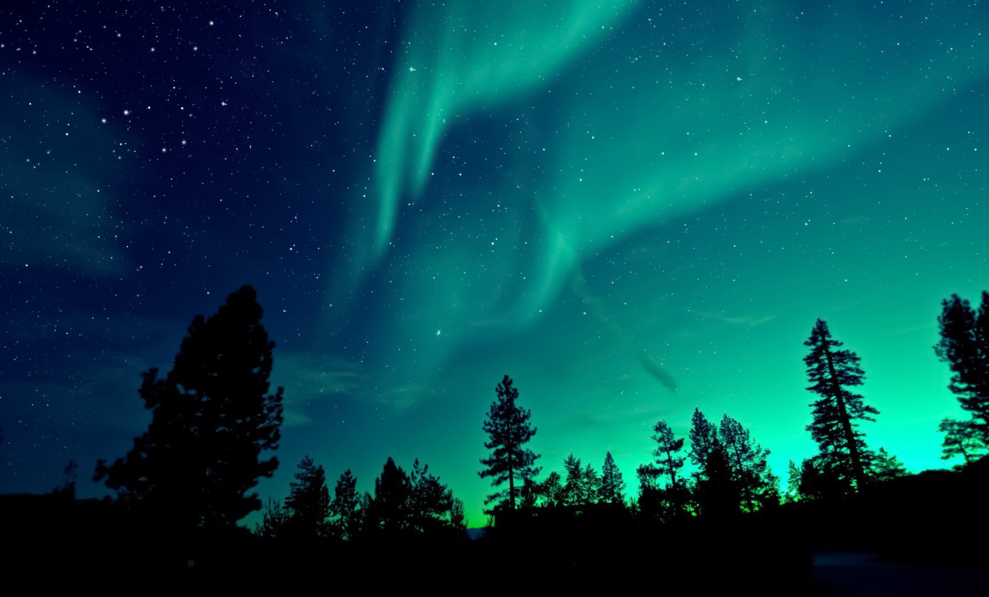 Аврора бореалис в ночном лесу