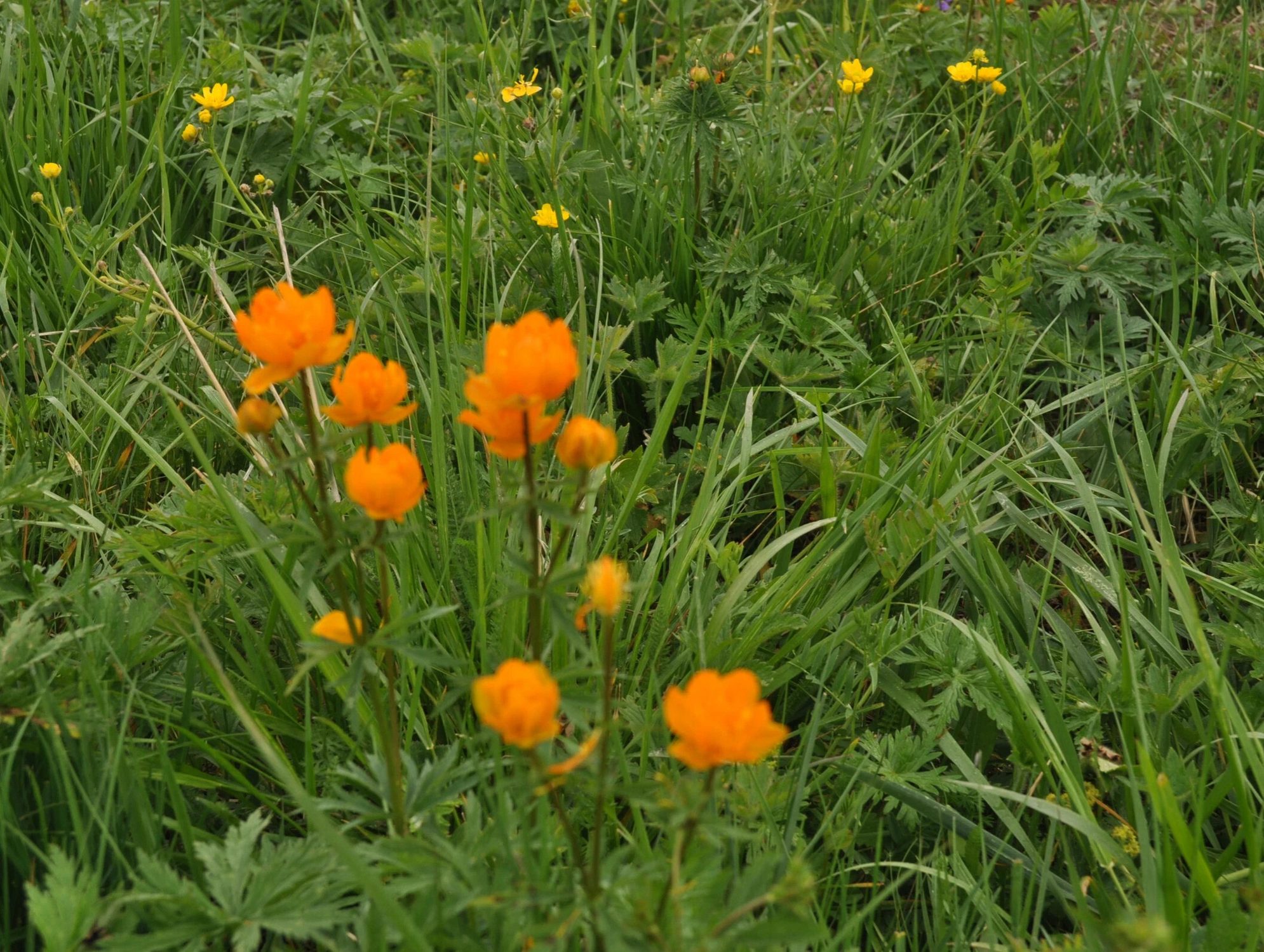 Цветы - «огоньки». Автор фото: Ирина Жарикова