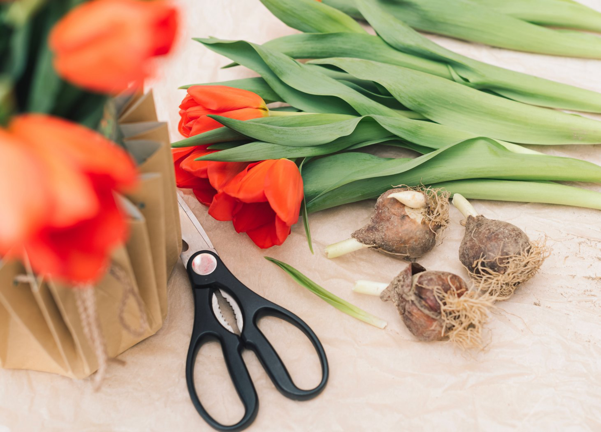 Из Крыма стараются привезти луковицы тюльпанов необычных сортов. Источник: Envato Elements