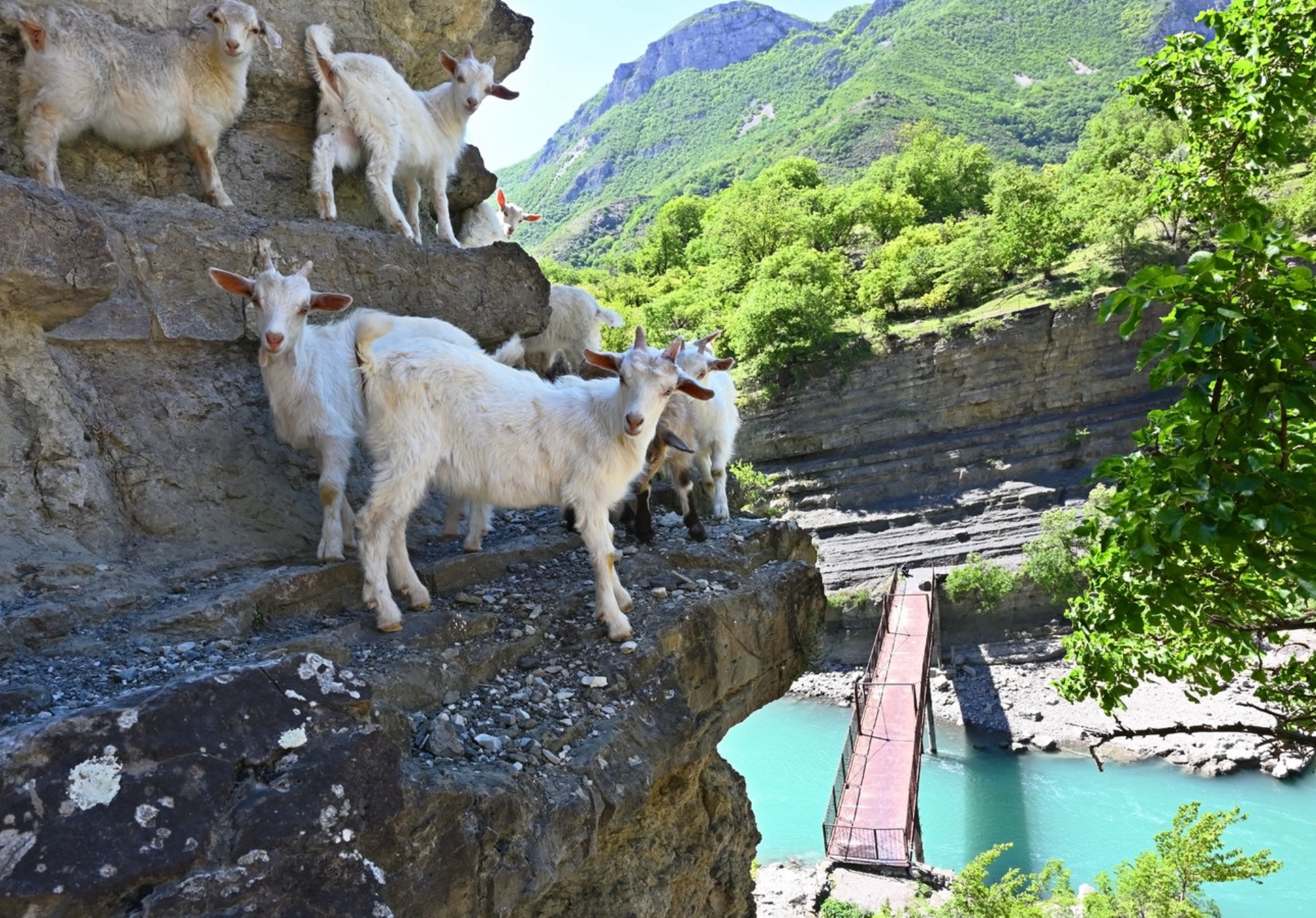 На экскурсии по каньону можно встретить разных животных. Источник: Shutterstock
