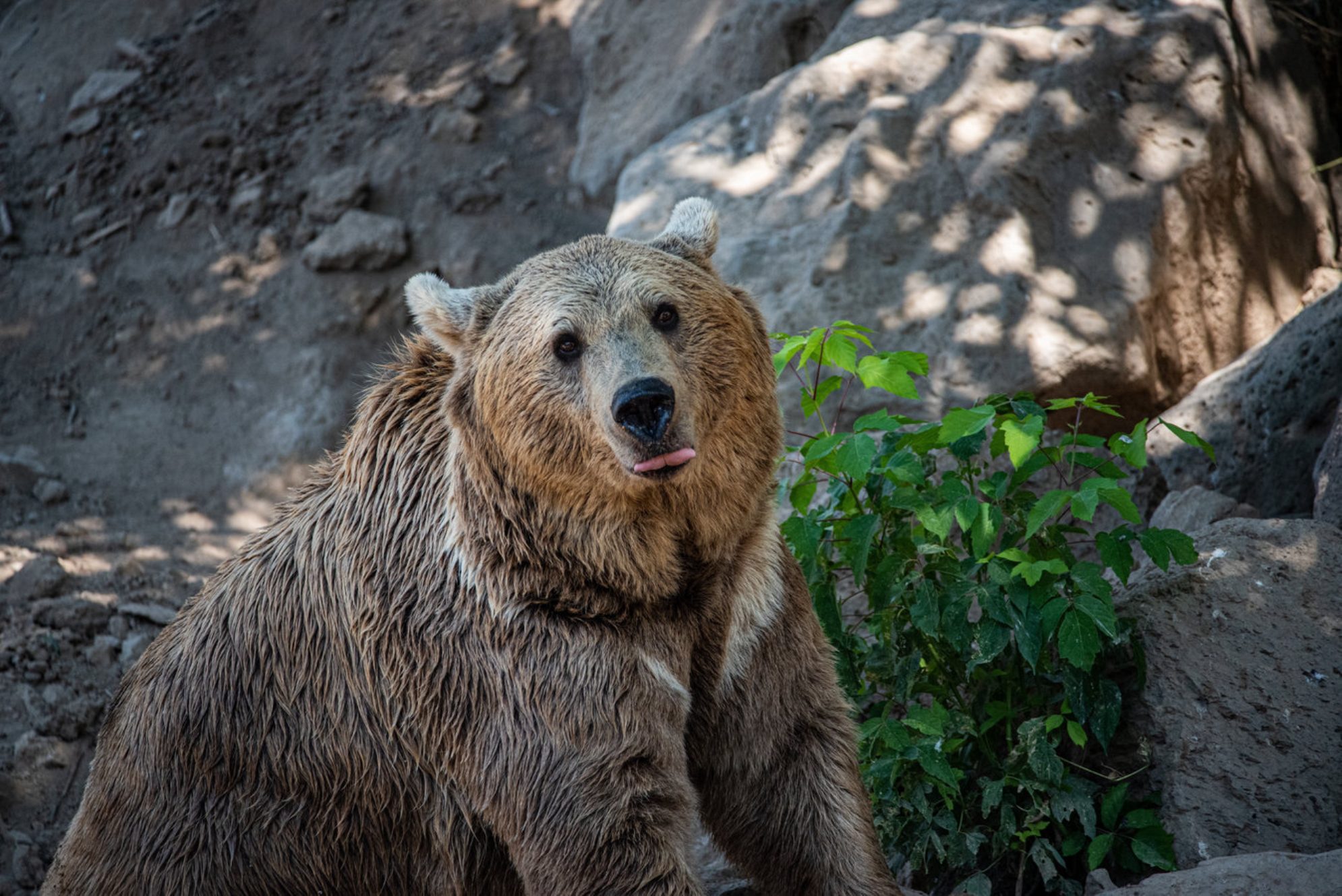 Ереванский мишка. shutterstock.com