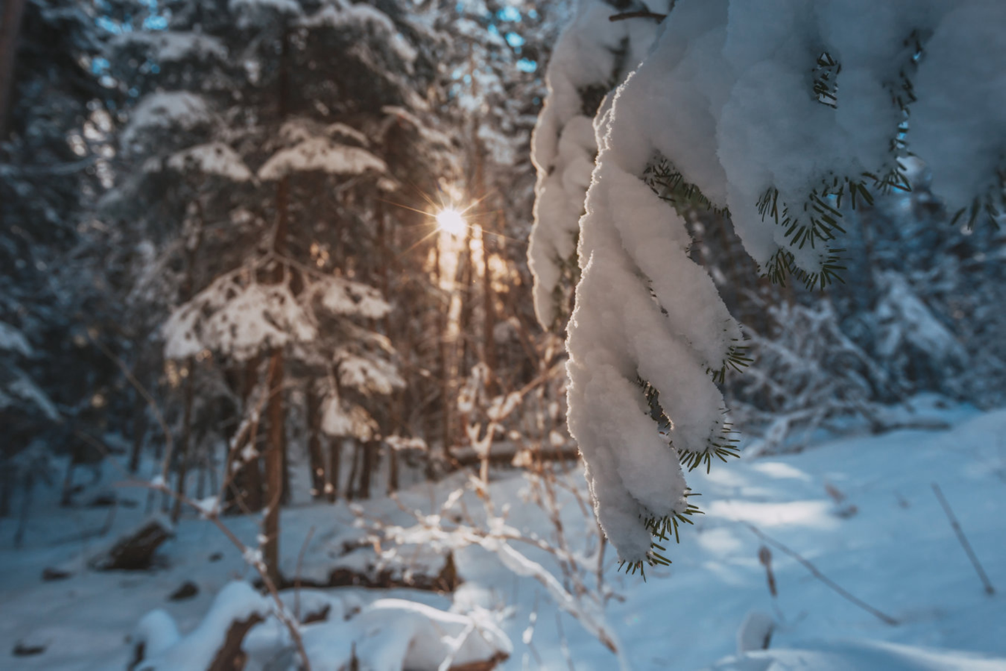 Заснеженный лес, горнолыжный курорт Домбай, Карачаево-Черкесия. Источник: Shutterstock