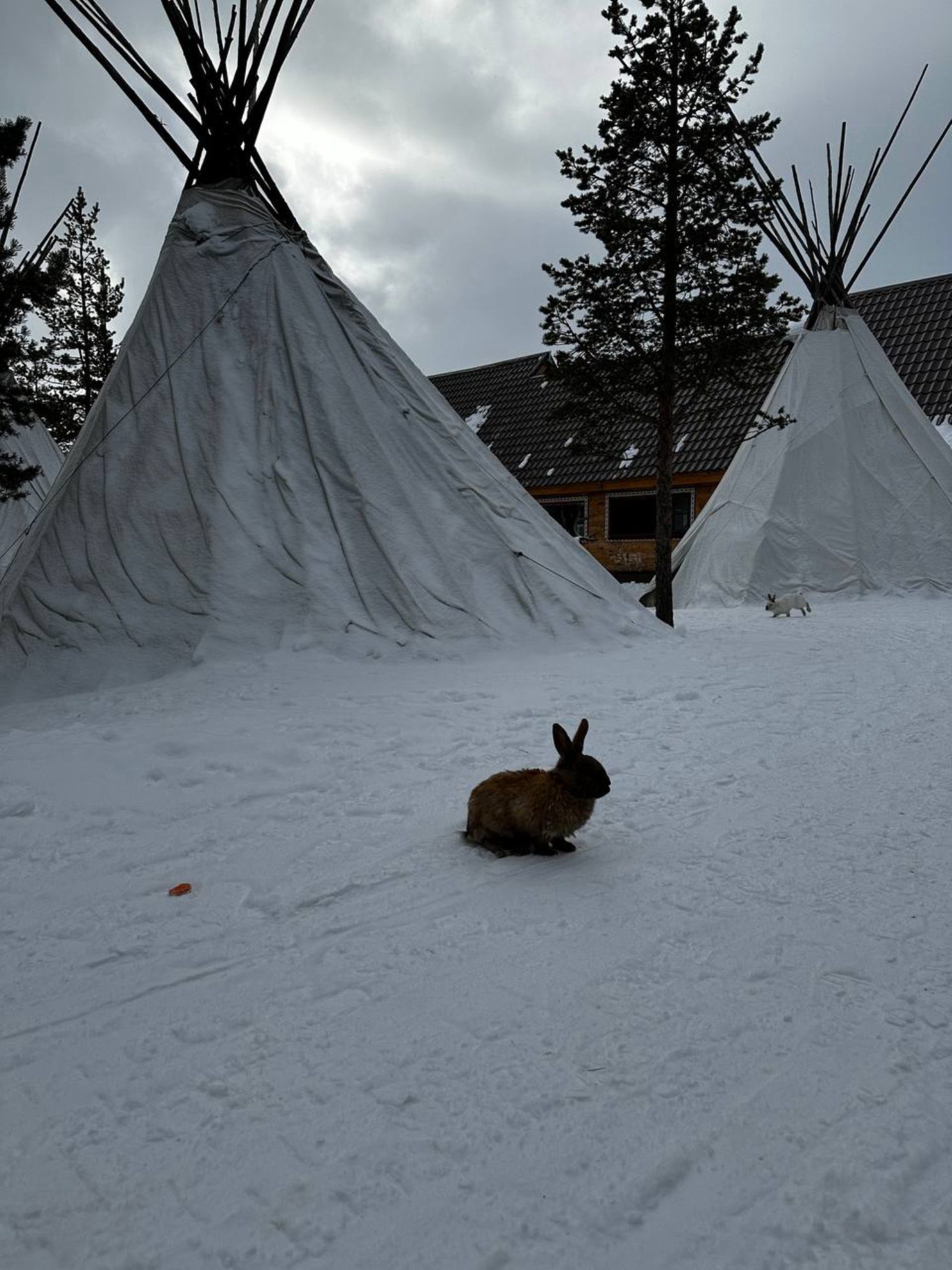 Кроликов можно было гладить и они бегали по всей территории Саамской деревни. Автор фото: Анастасия Тронькова