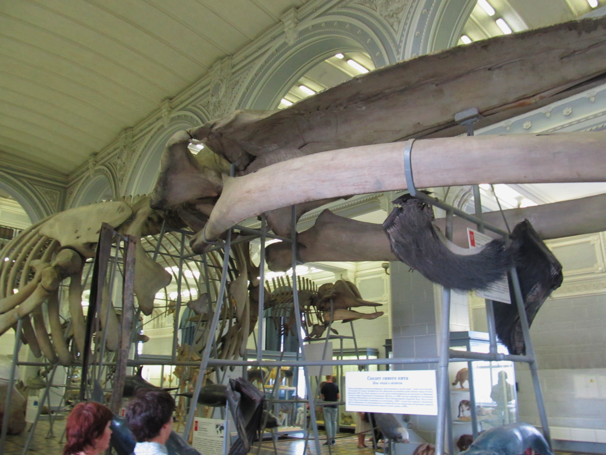 Скелет кита во всю длину в стенах Зоологического музея