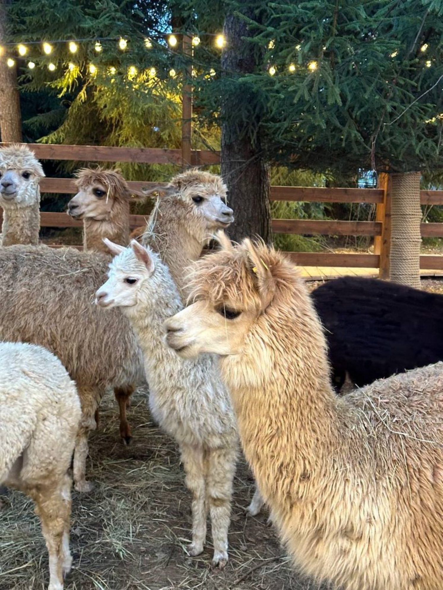 На территории курорта Охта парк работает мини-зоопарк, где обитают альпаки, козочки, ламы и кролики. Автор фото: Анастасия Тронькова