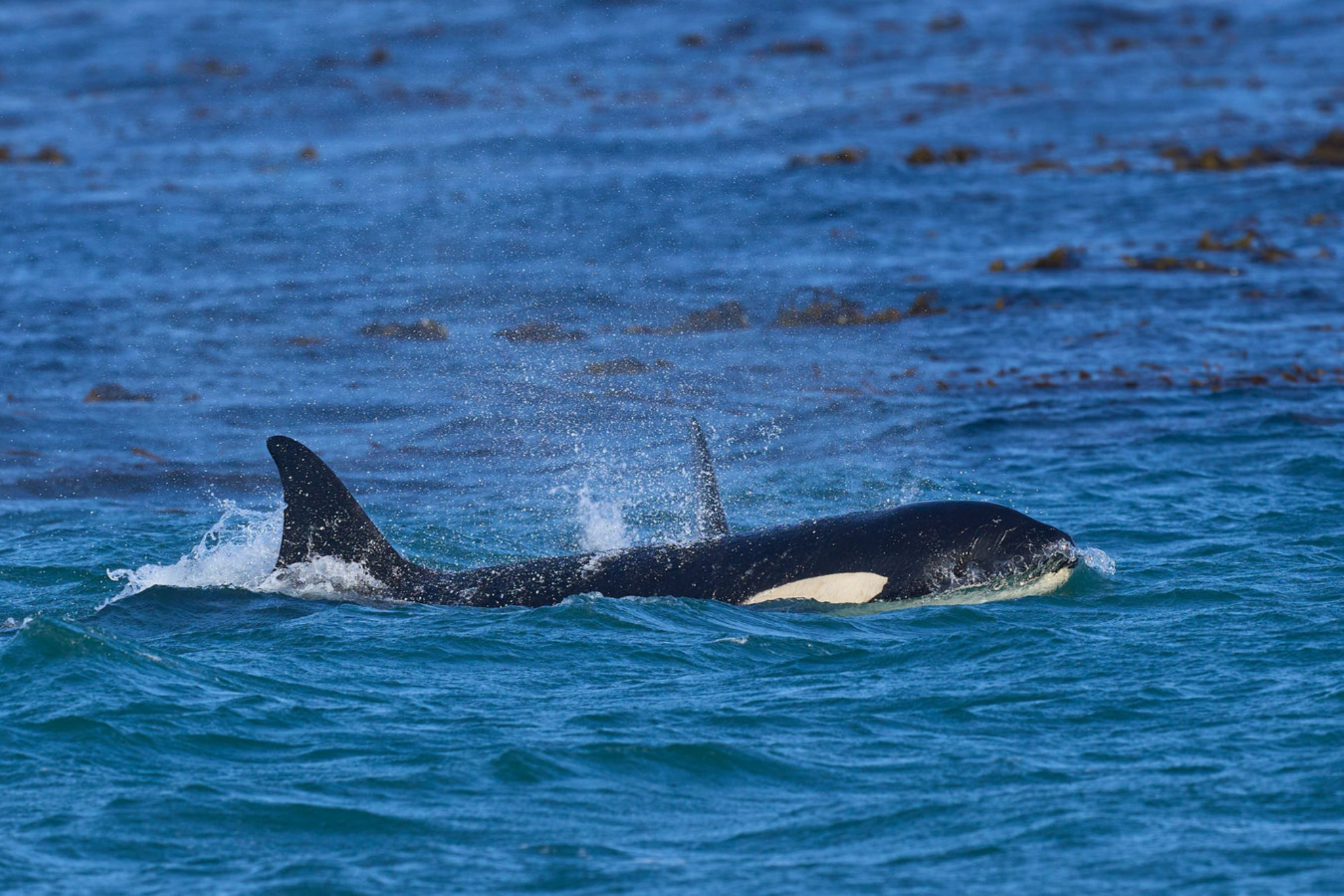 На территории Командорских островов обитают касатки. shutterstock.com