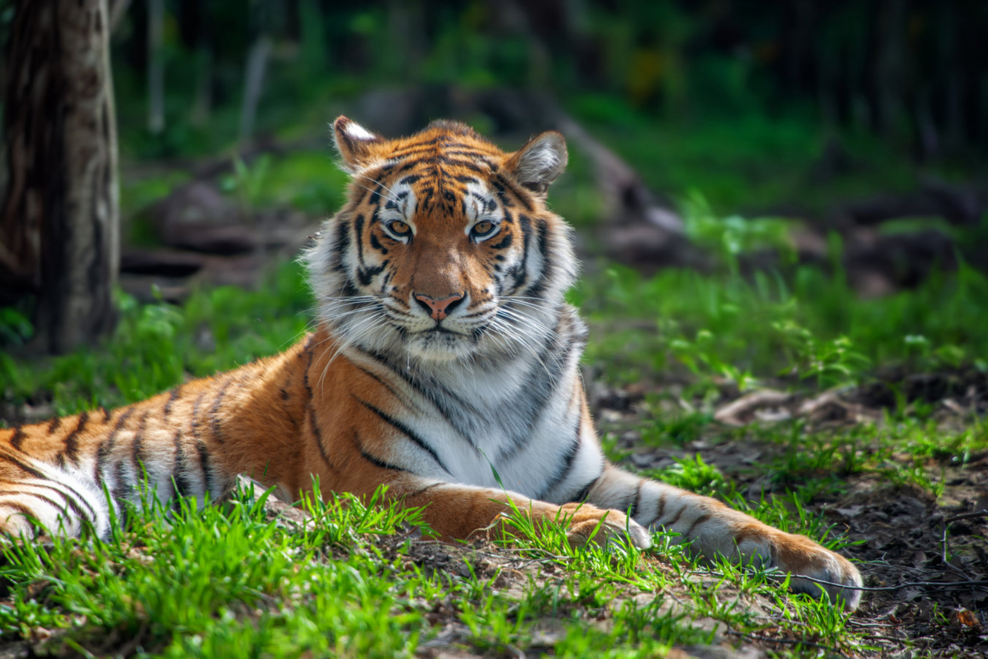 Сихоте-Алинский заповедник охраняет популяцию амурского тигра. shutterstock.com