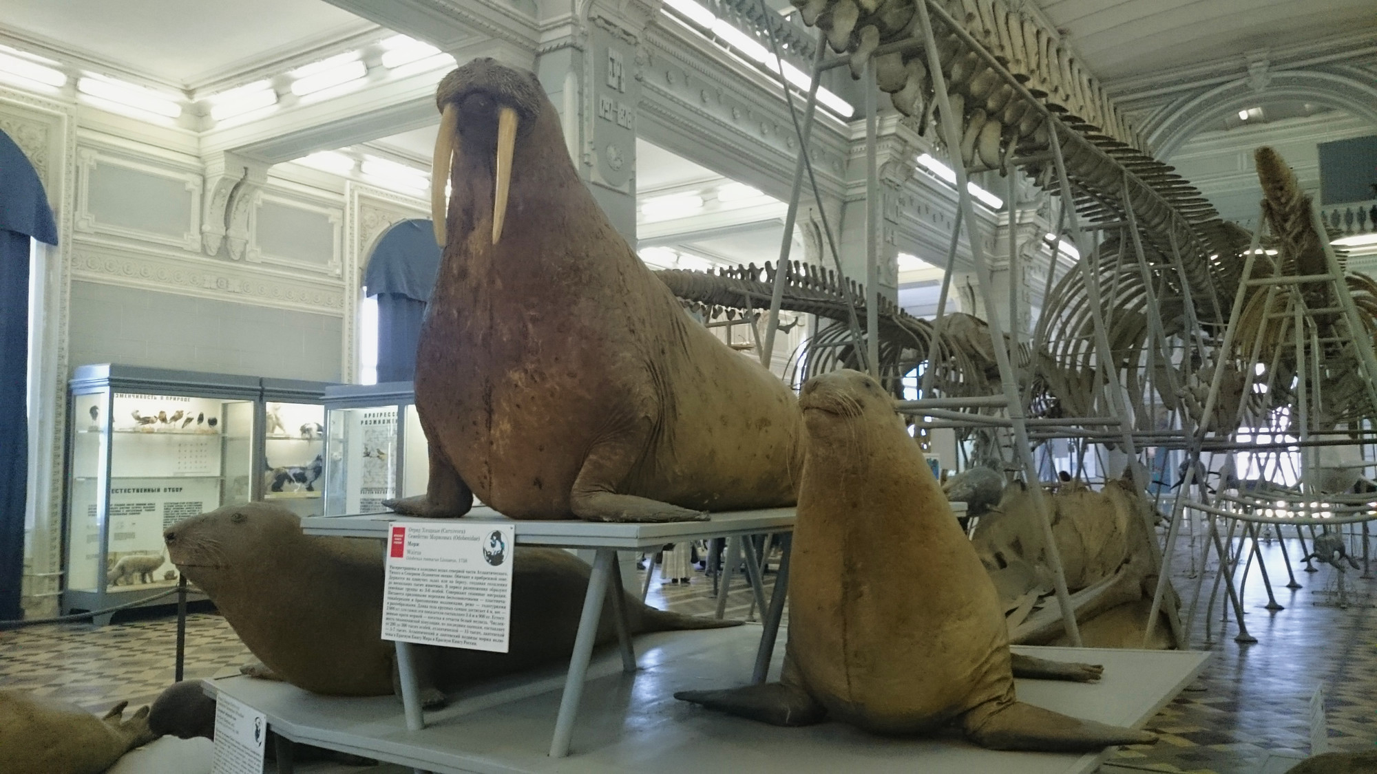 Ластоногие и скелеты морских гигантов на заднем фоне в первом зале музея