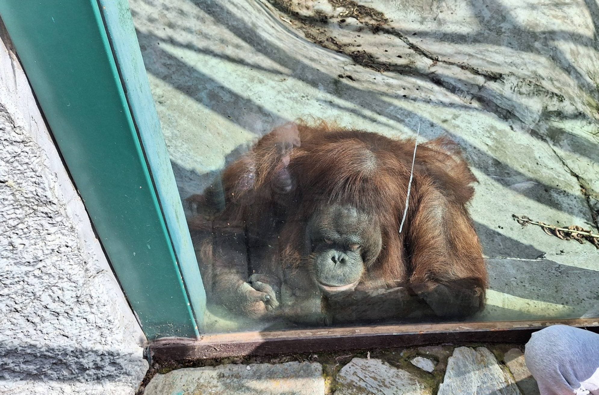 Орангутанг. Автор фото: Ирина Дорофеева