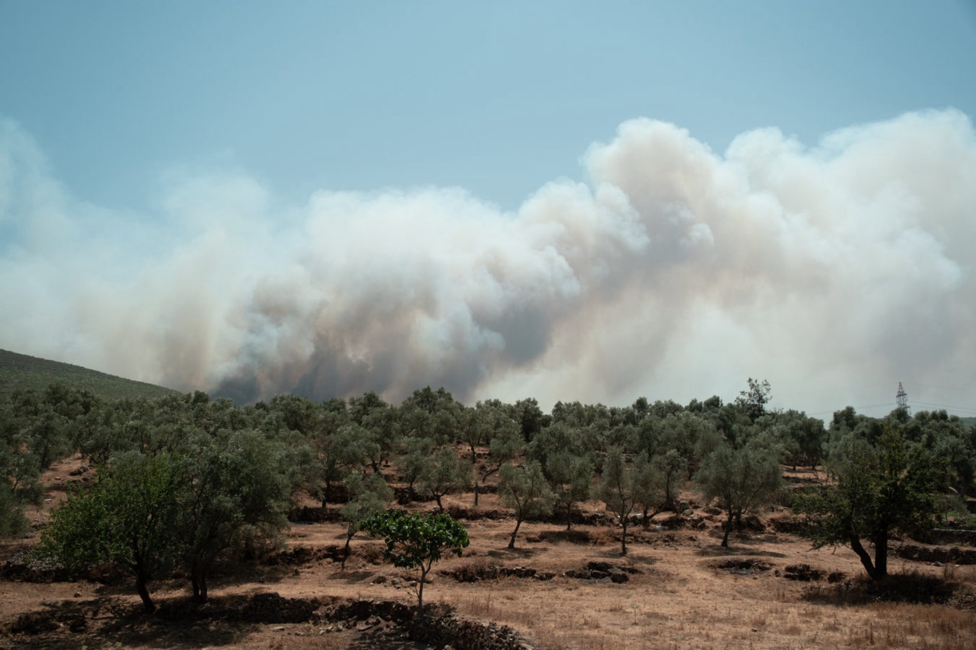 Бушующий огонь неподалеку от плантации оливковых деревьев, Мугла, Турция. Источник: shutterstock.com