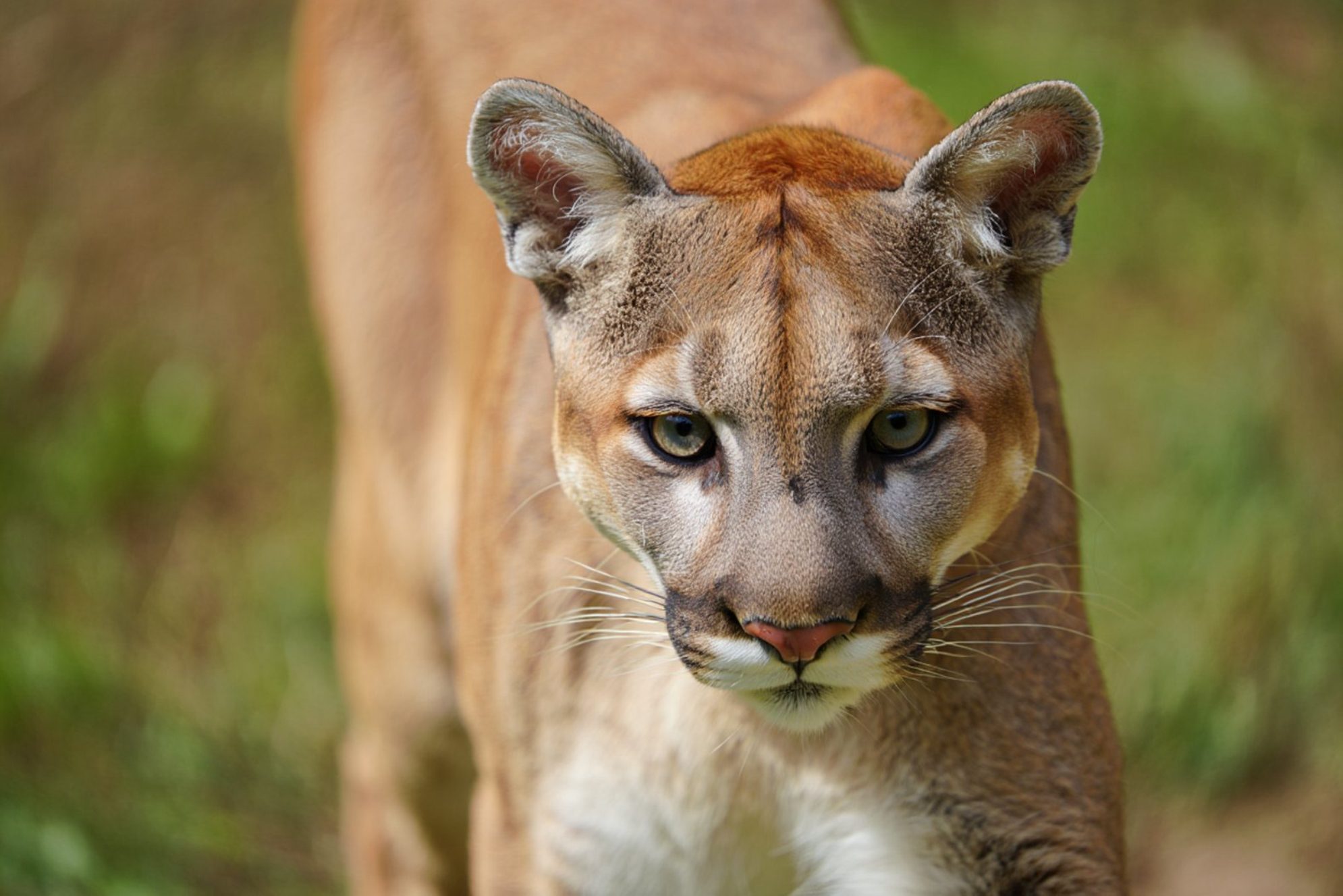 Канадская пума в зоопарке.