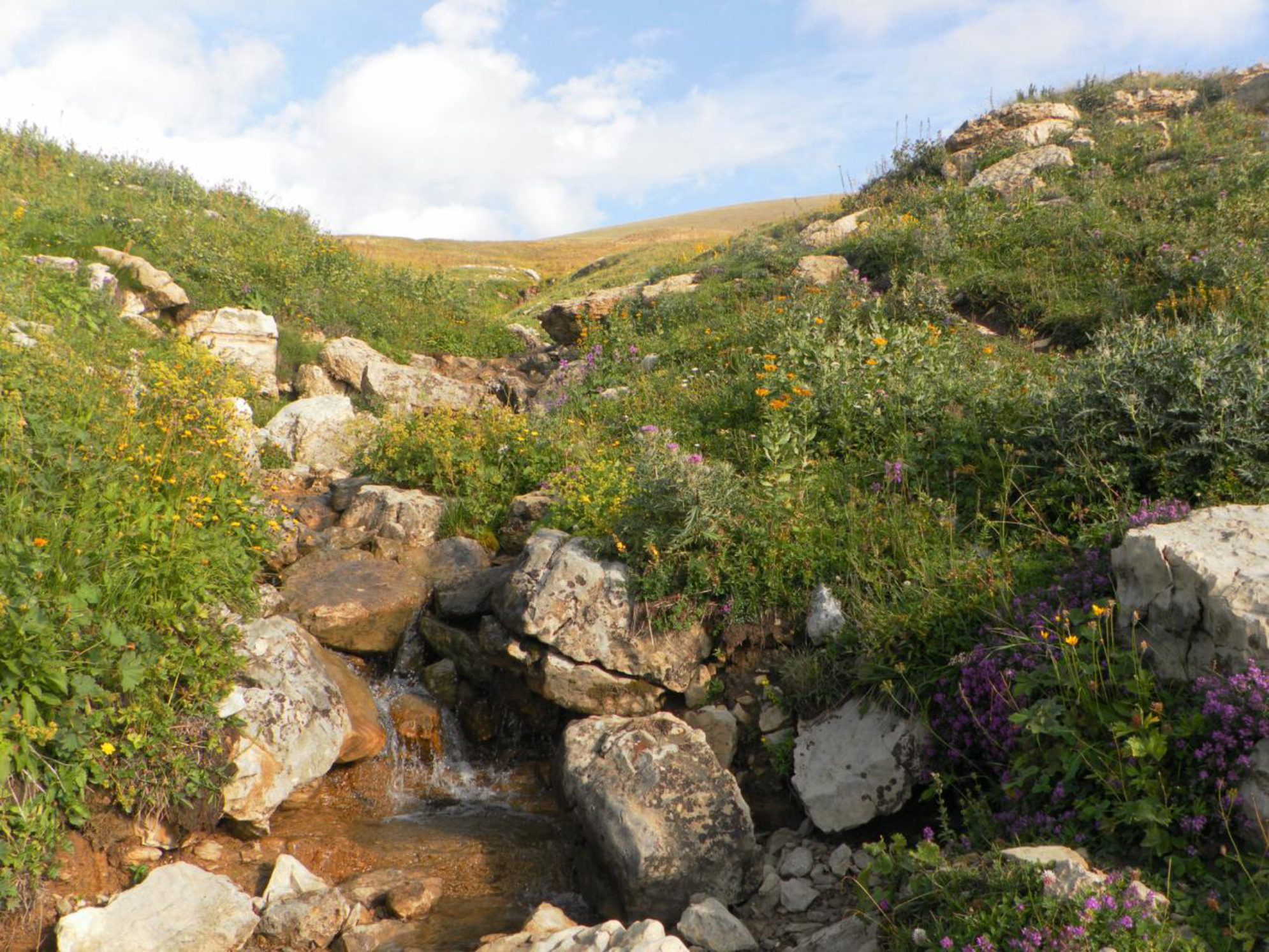 С таких ручейков можно пить воду. Автор фото: Марина Тихомирова
